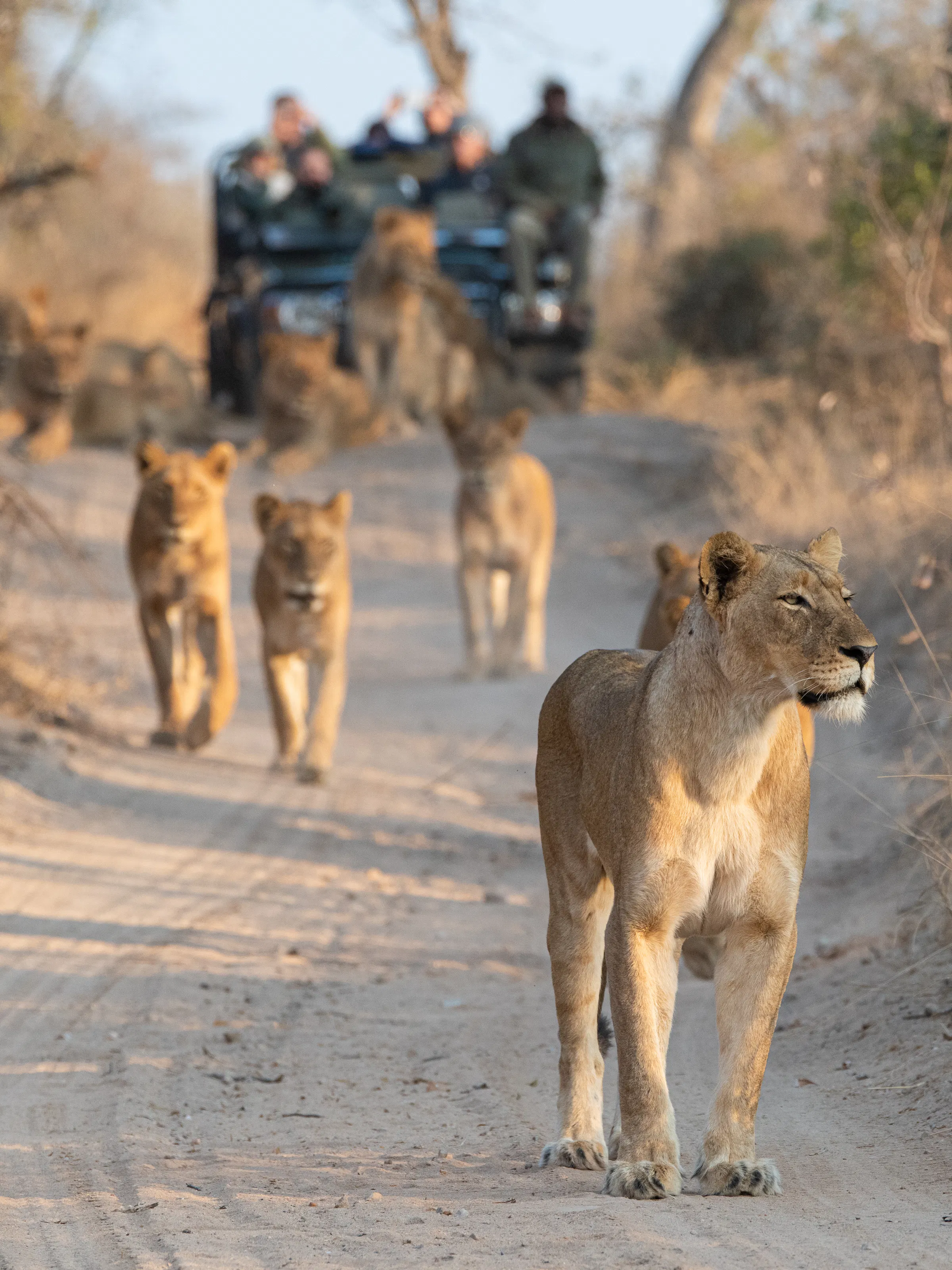 A lioness walks toward the camera along a dirt track with a safari vehicle in the background.