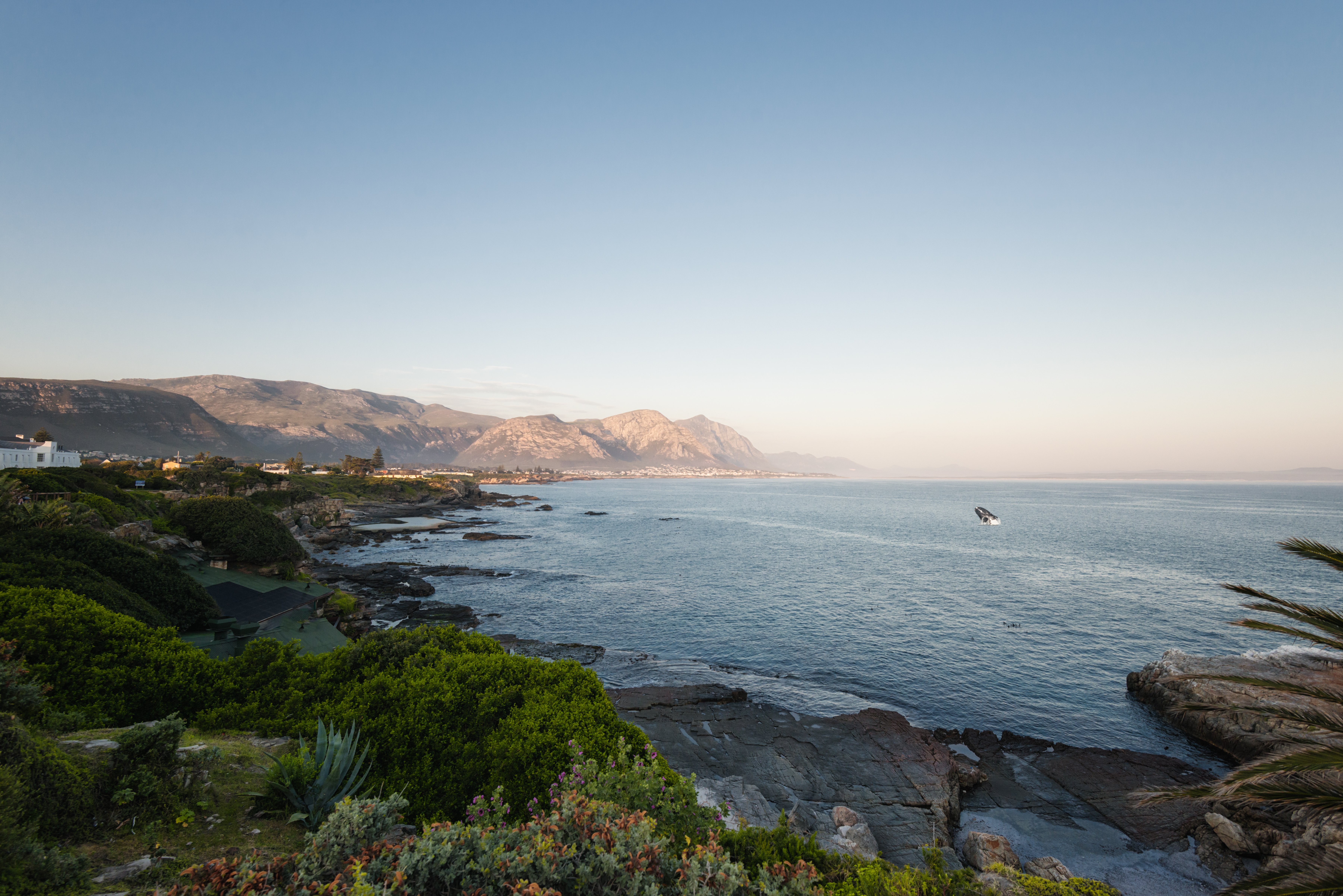 A rugged coastal cliff with green fynbos drops to dark rocks and surging ocean near Hermanus.