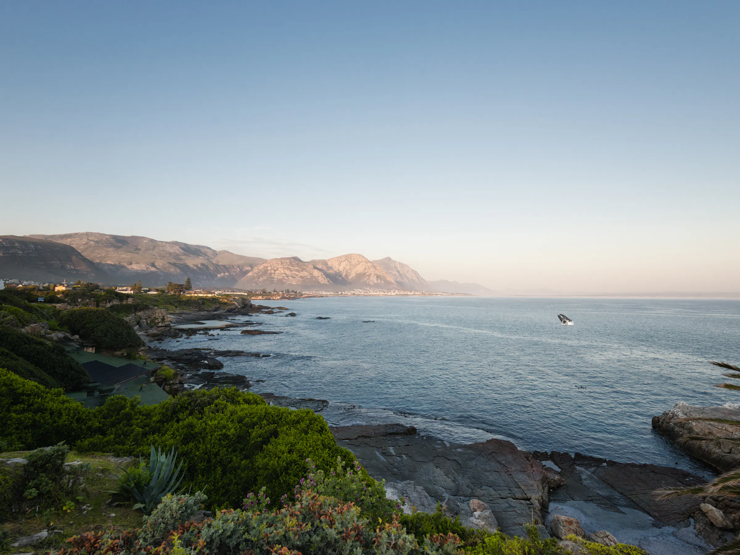 A rugged coastal cliff with green fynbos drops to dark rocks and surging ocean near Hermanus.