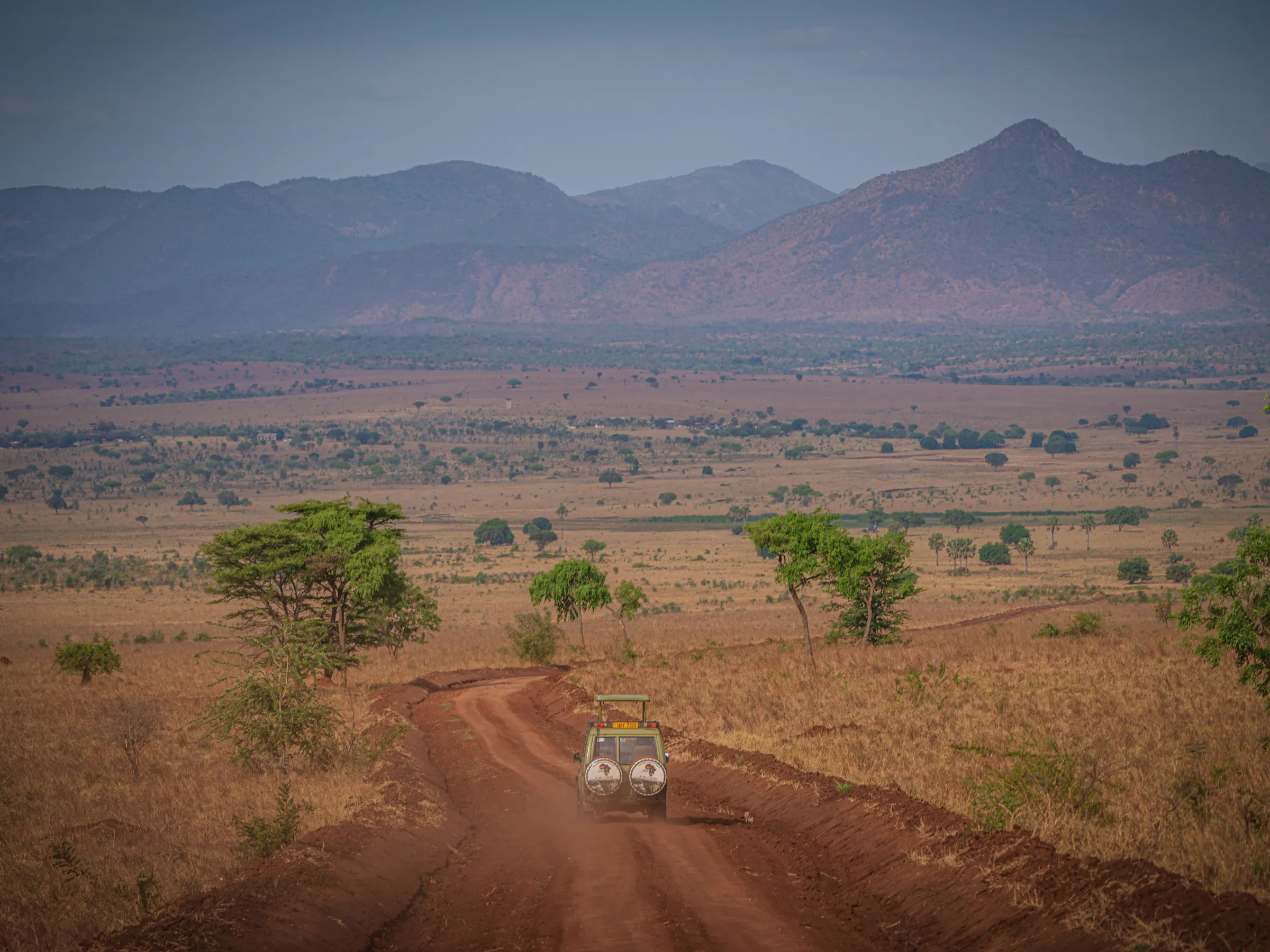 A lioness gazes through dry golden grass in Uganda's Kidepo Valley National Park.