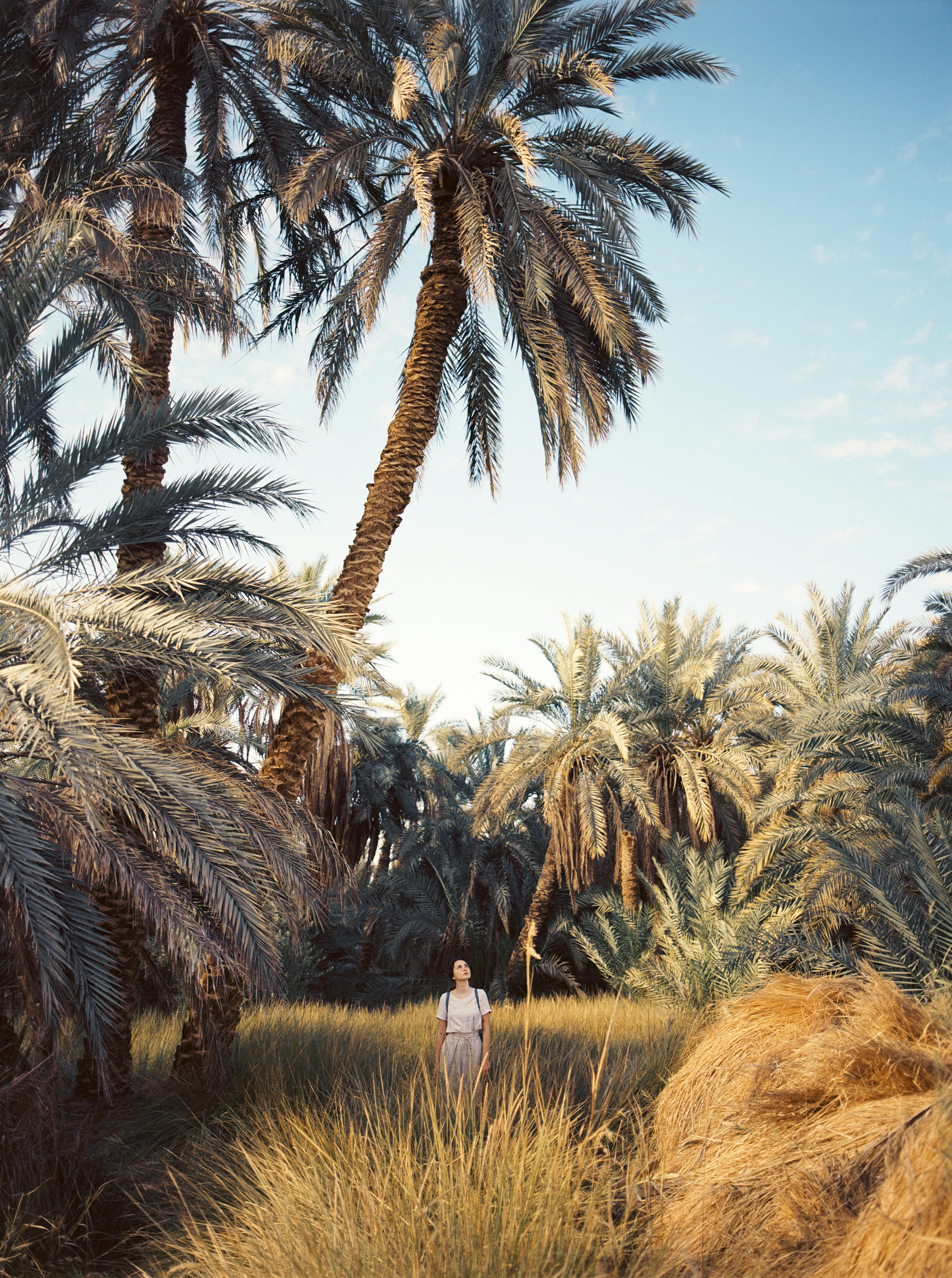 Date palms rise above a shaded mud-brick structure and sandy ground in Siwa Oasis, Egypt.