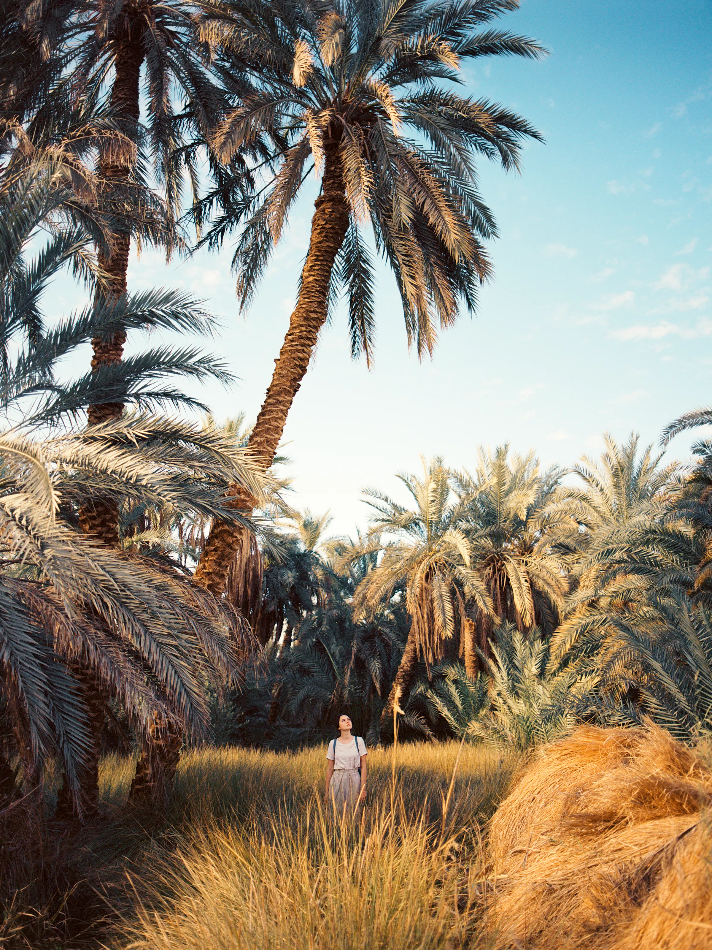 Date palms rise above a shaded mud-brick structure and sandy ground in Siwa Oasis, Egypt.