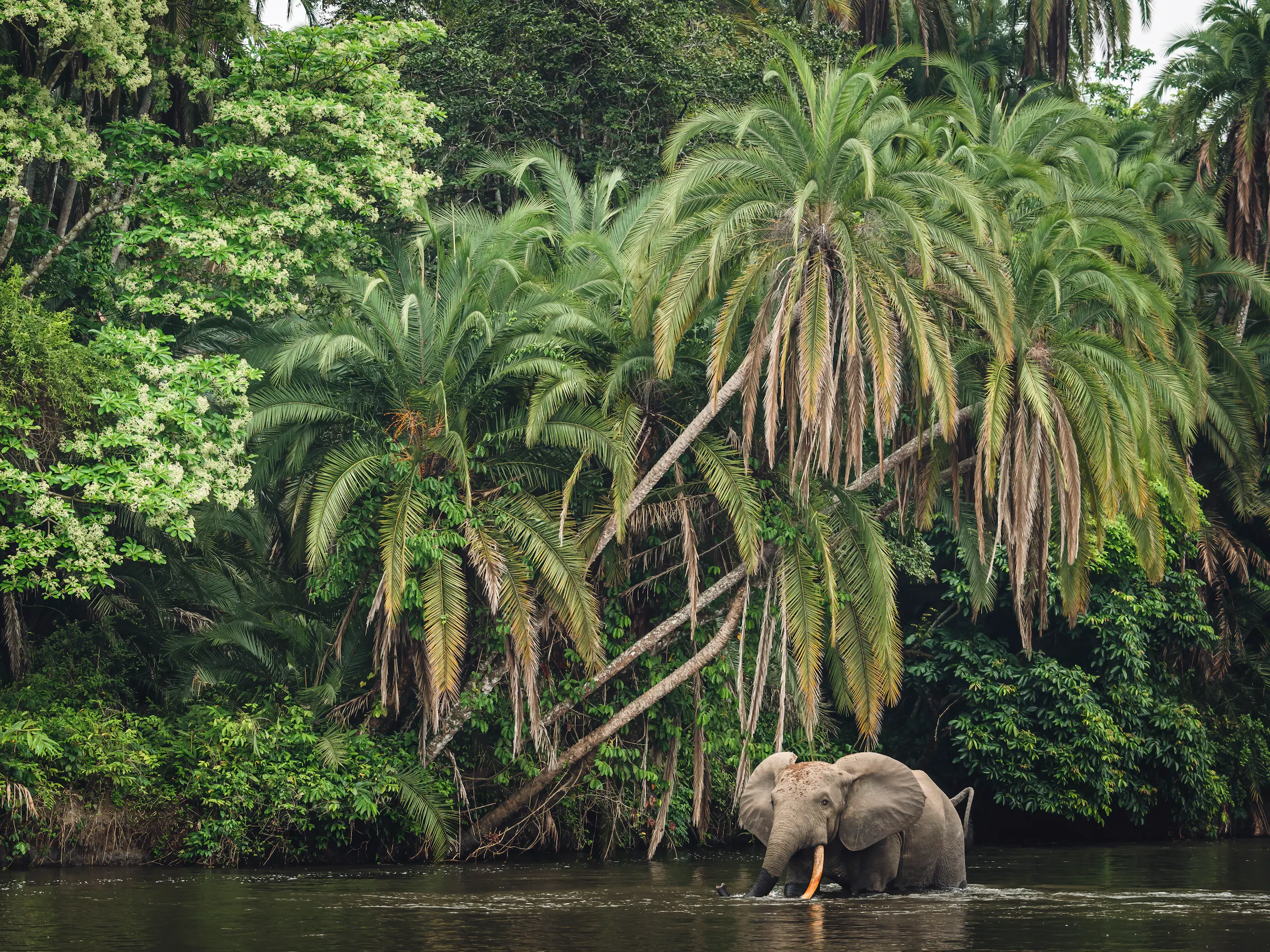 An elephant stands in a pool of water in the Congo rainforest.