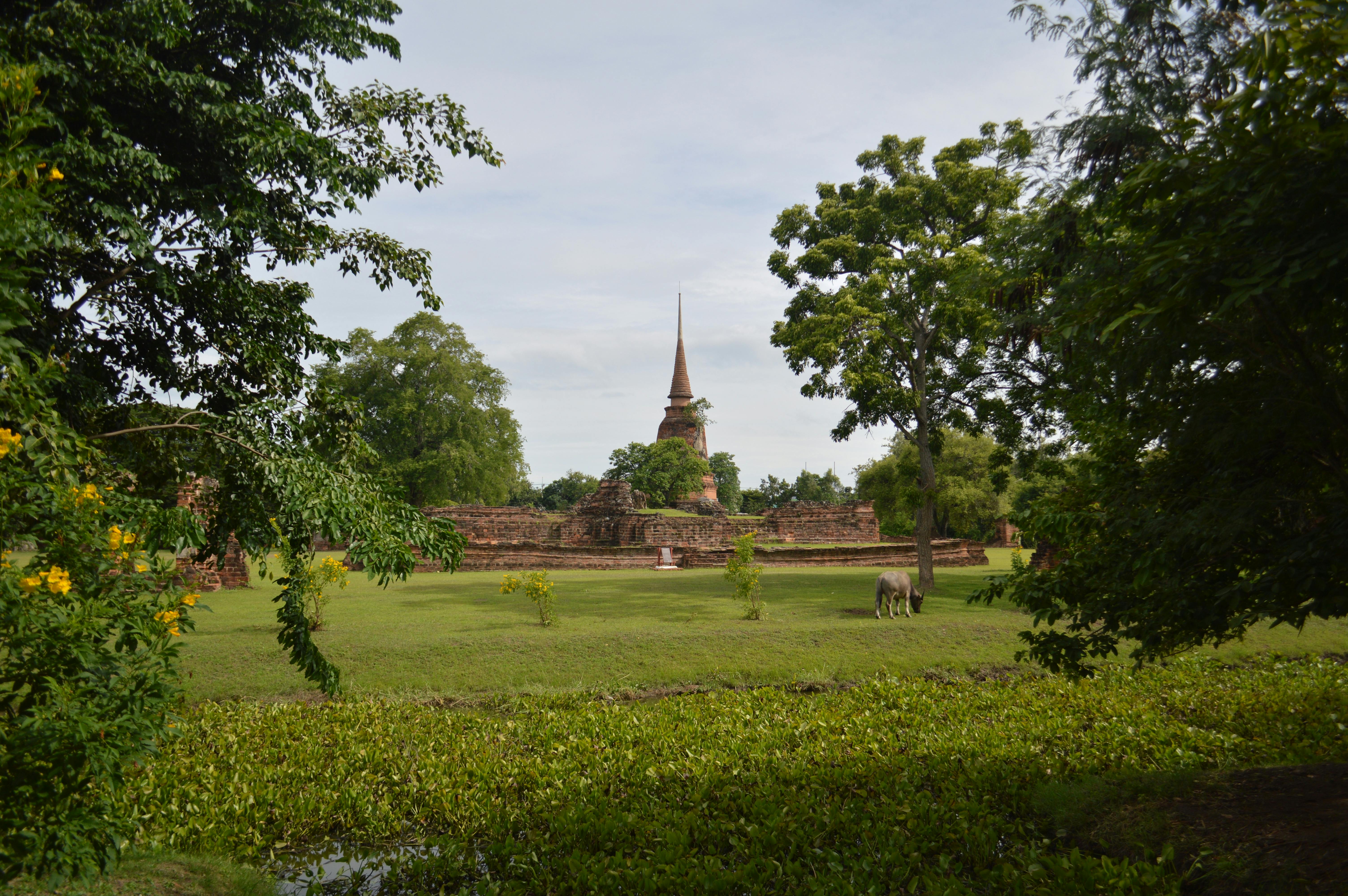 Ancient stone temple ruins and Buddha statues sit among green grass and trees in Sukhothai.