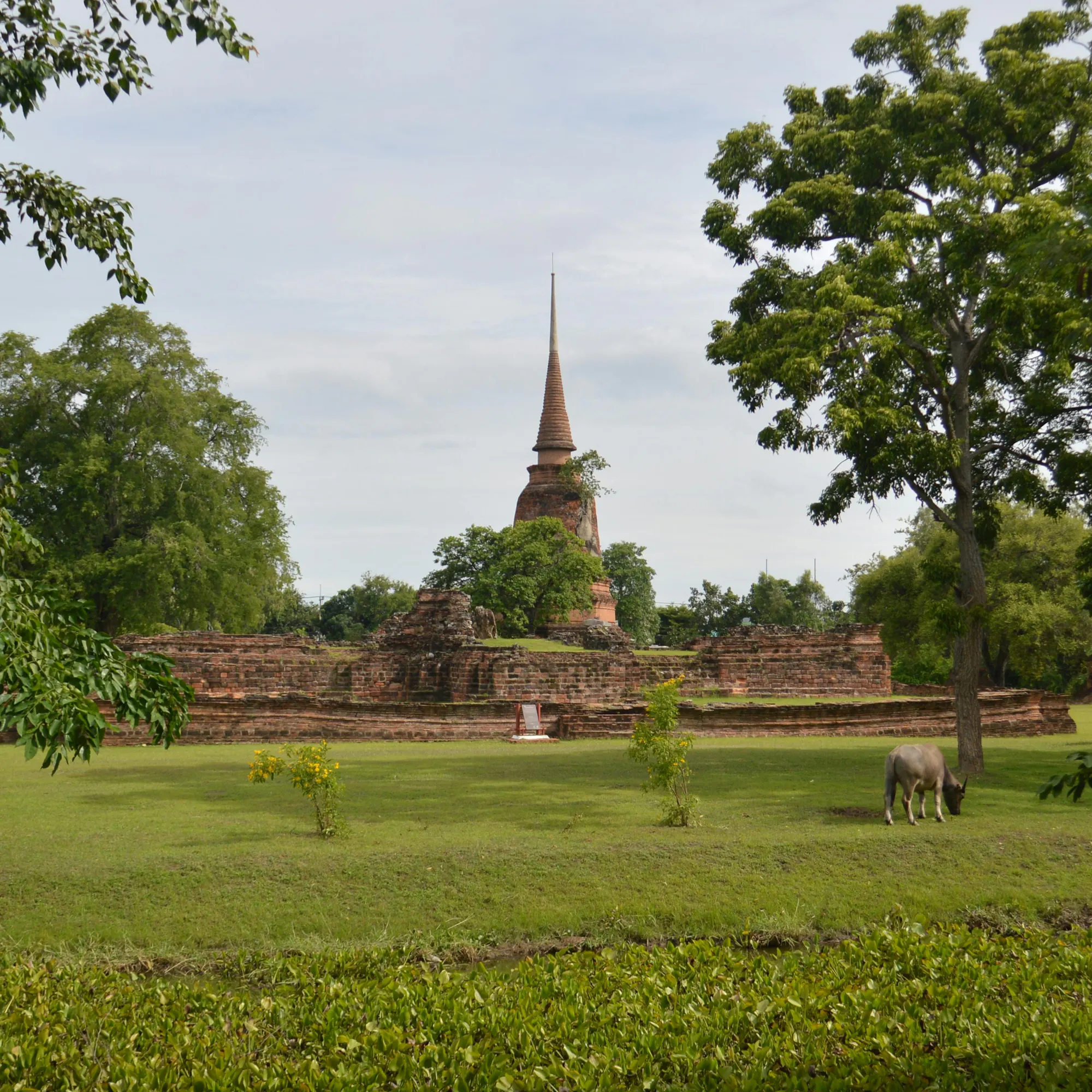 Ancient stone temple ruins and Buddha statues sit among green grass and trees in Sukhothai.
