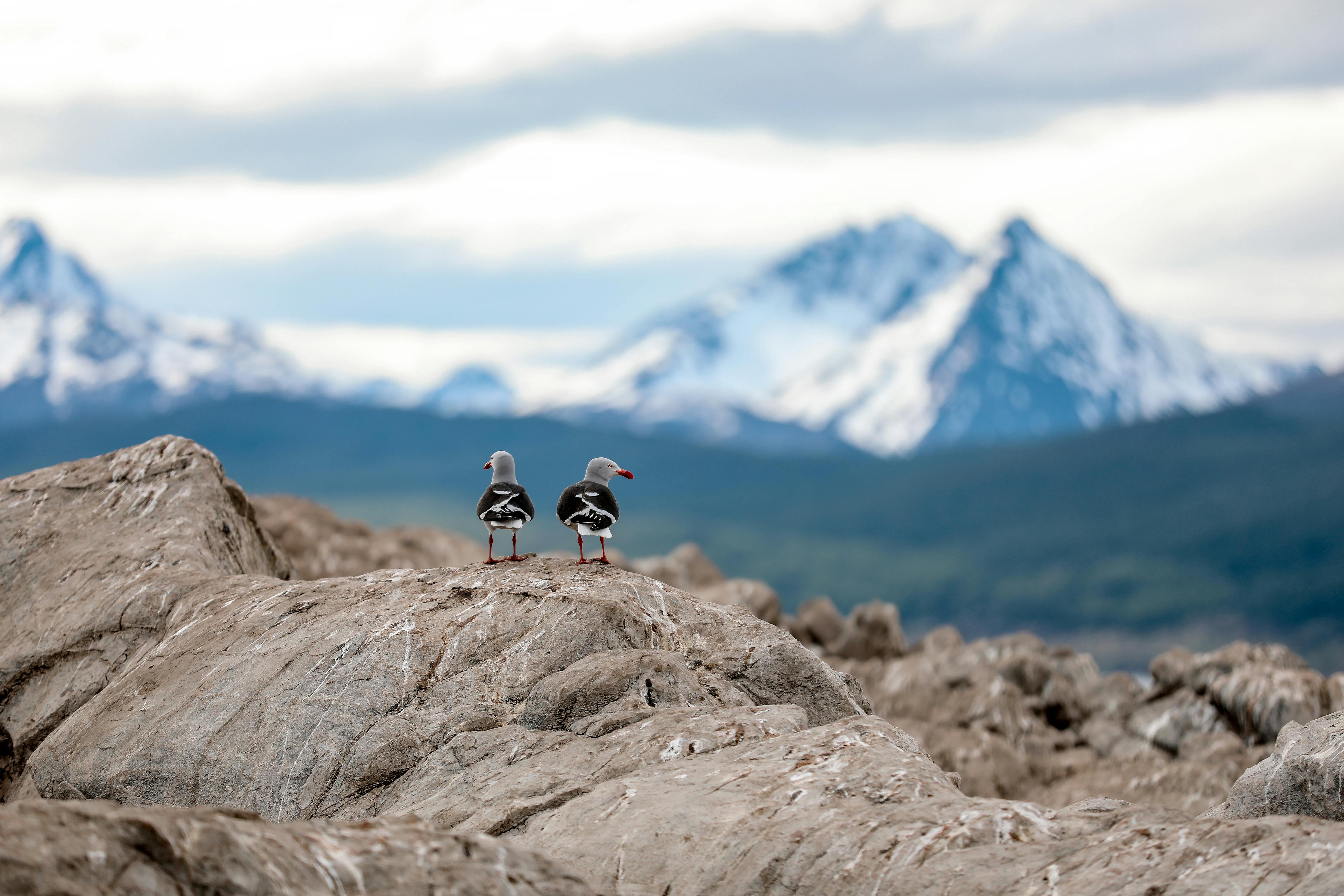 Two birds sit on top of dramatic snow-streaked peaks in Chilean Patagonia.