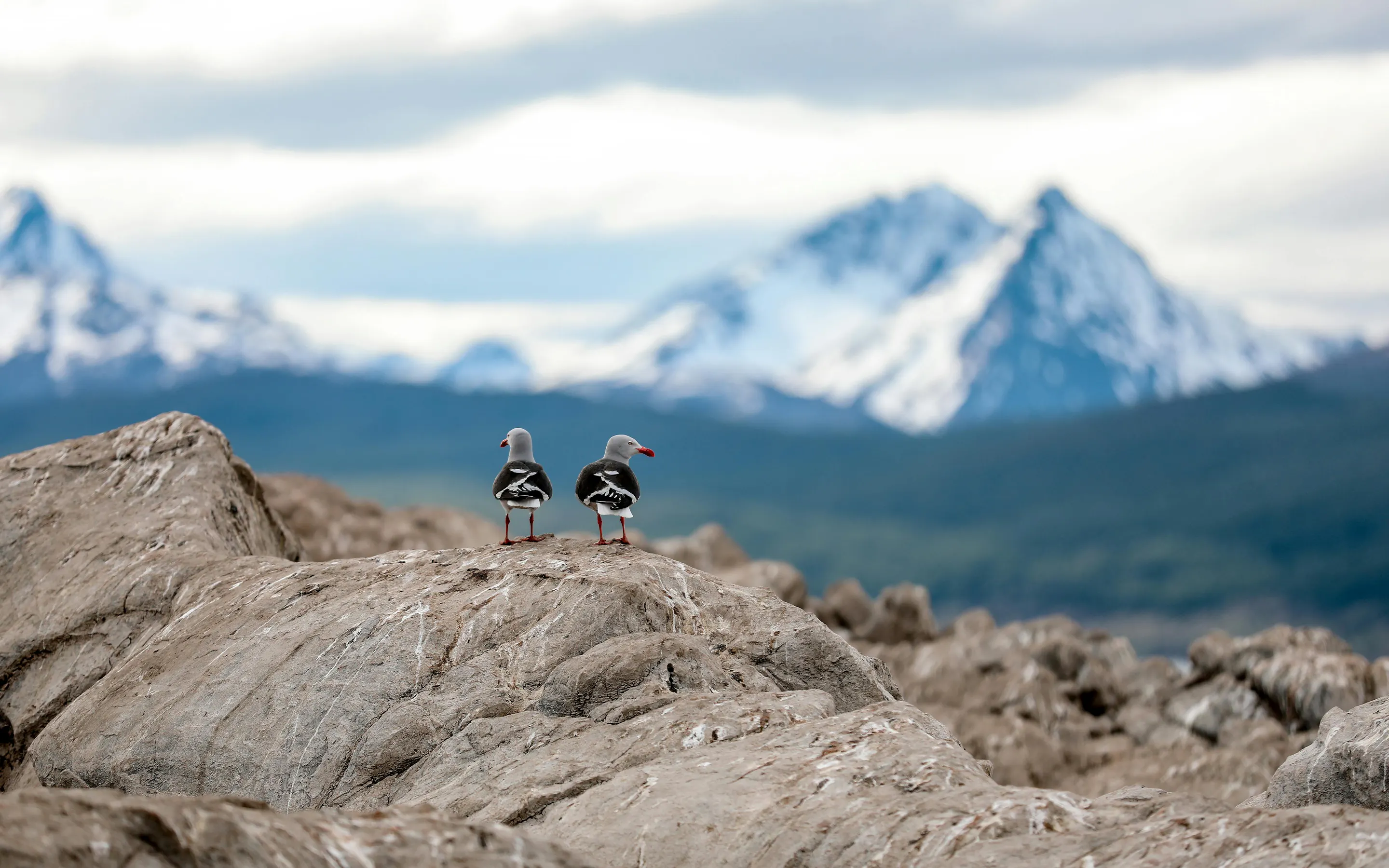 Two birds sit on dramatic snow-streaked peaks in Chilean Patagonia.