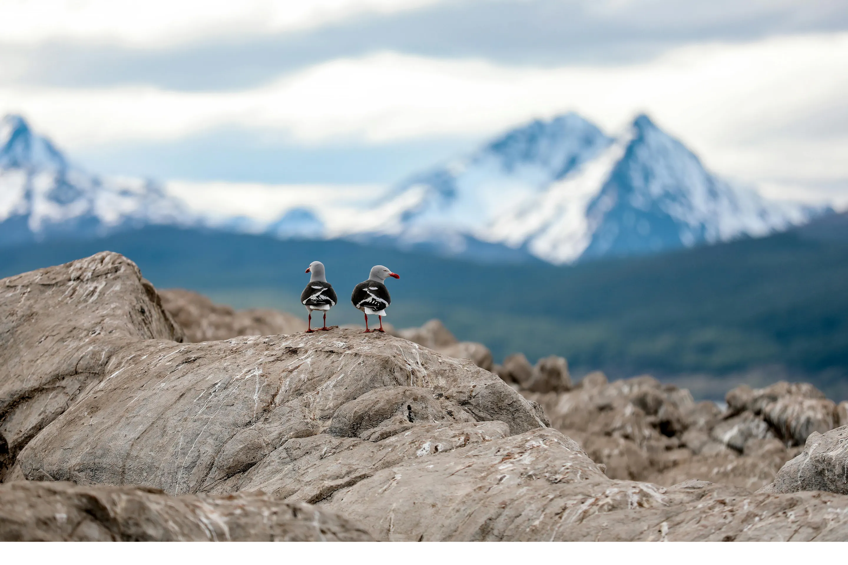 Two birds sit on dramatic snow-streaked peaks in Chilean Patagonia.