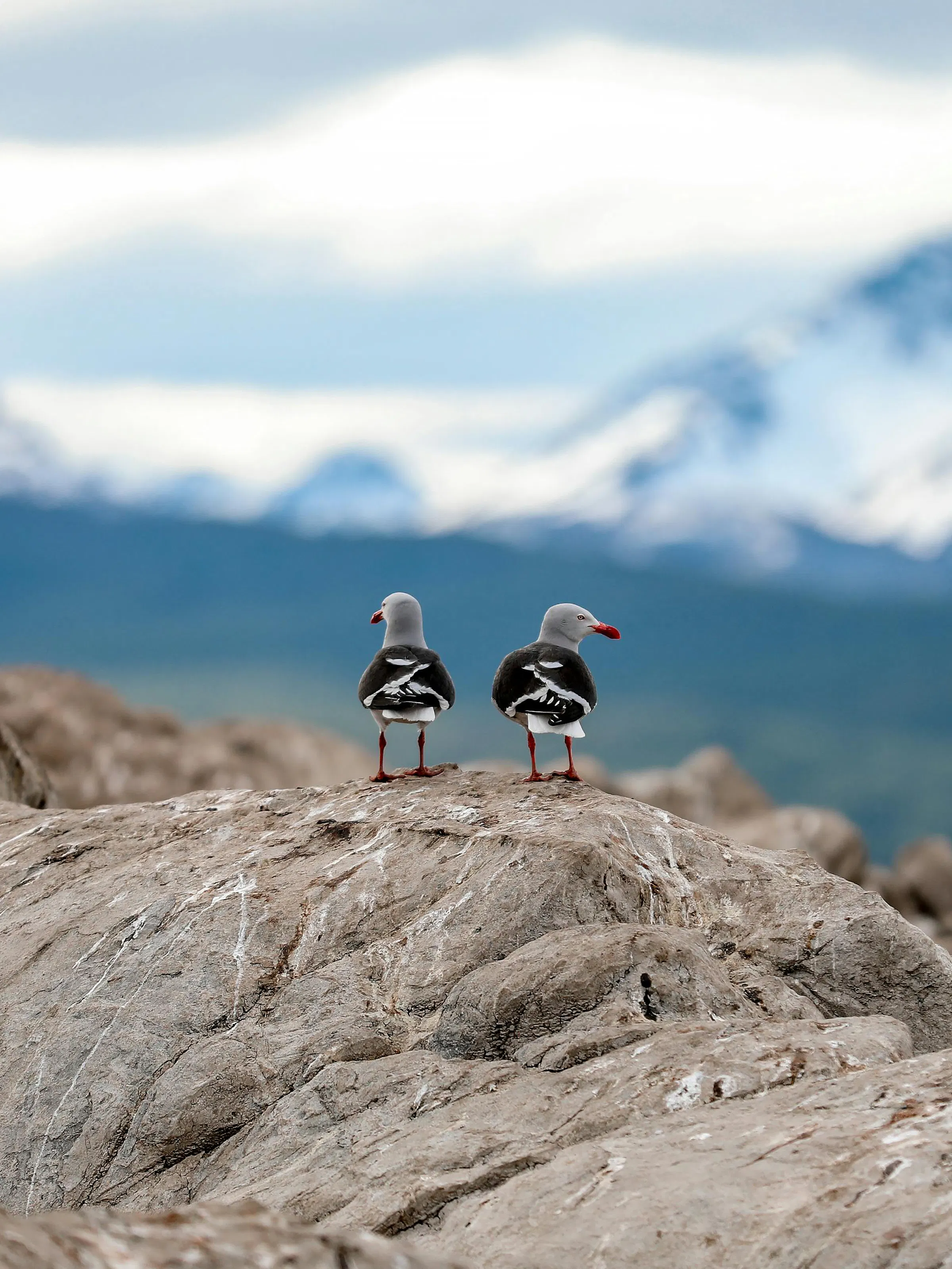 Two birds sit on top of dramatic snow-streaked peaks in Chilean Patagonia.