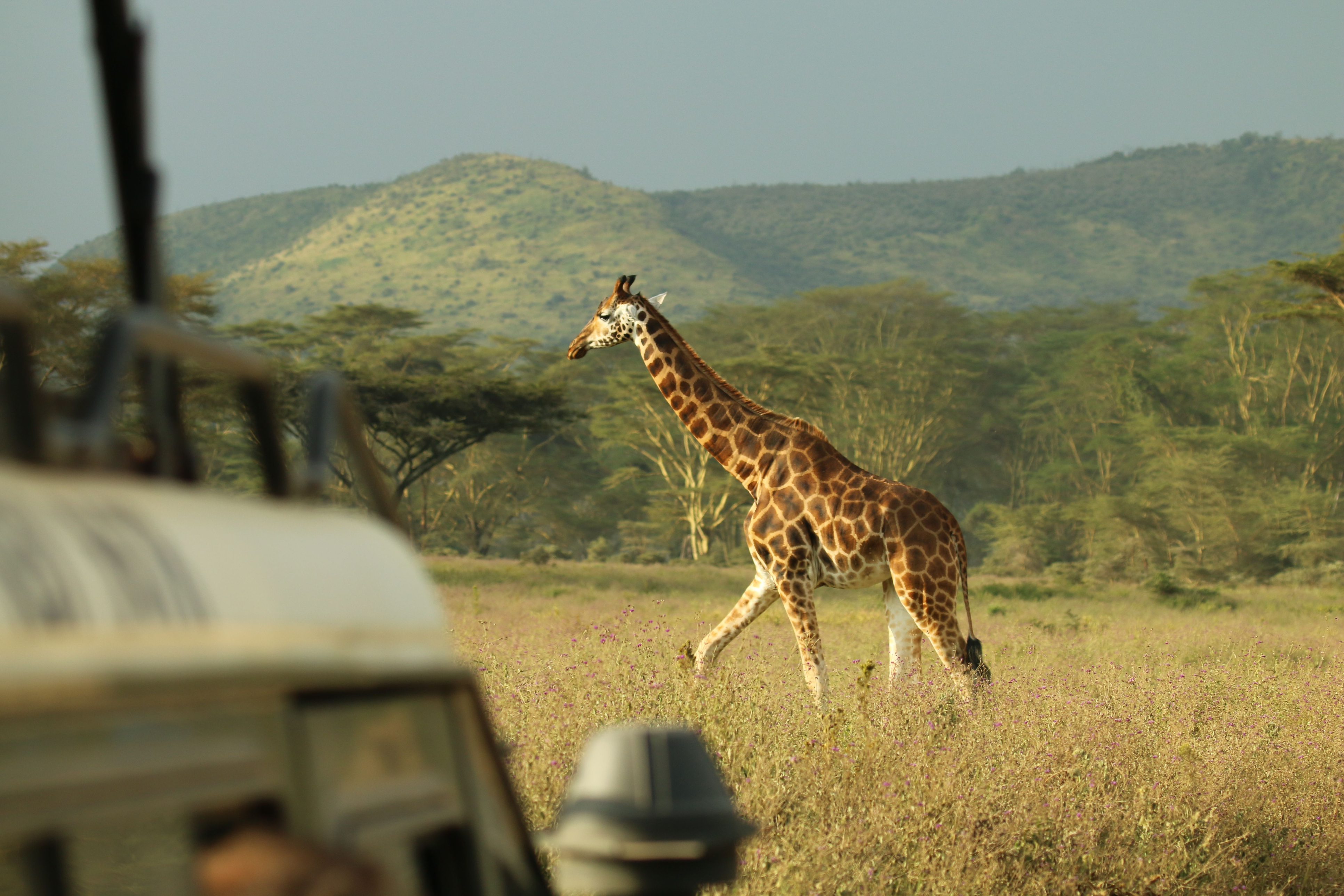 A giraffe walks across open savanna scrubland spotted with acacia trees in Tanzania.