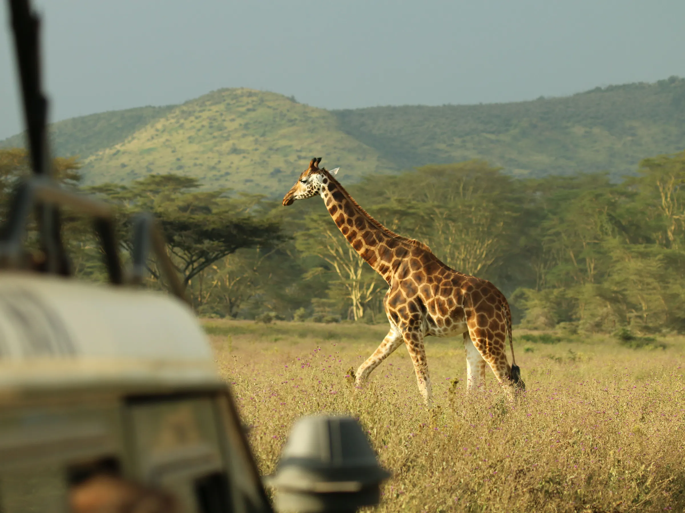 A giraffe walks across open savanna scrubland spotted with acacia trees in Tanzania.