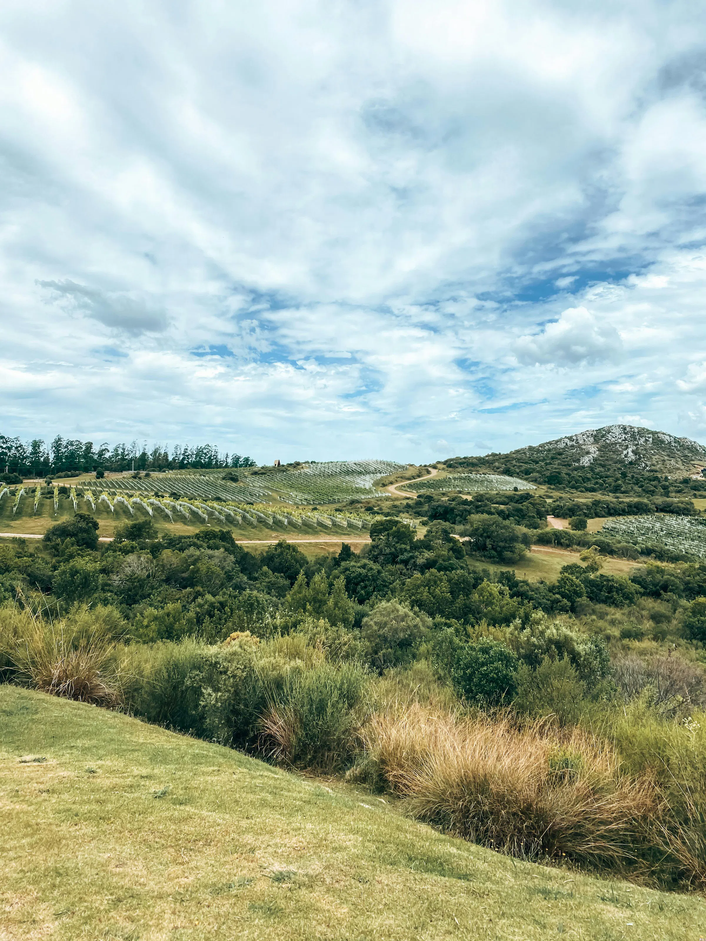Rolling green vineyard hills stretch beneath a wide cloudy sky in Uruguay's wine country.