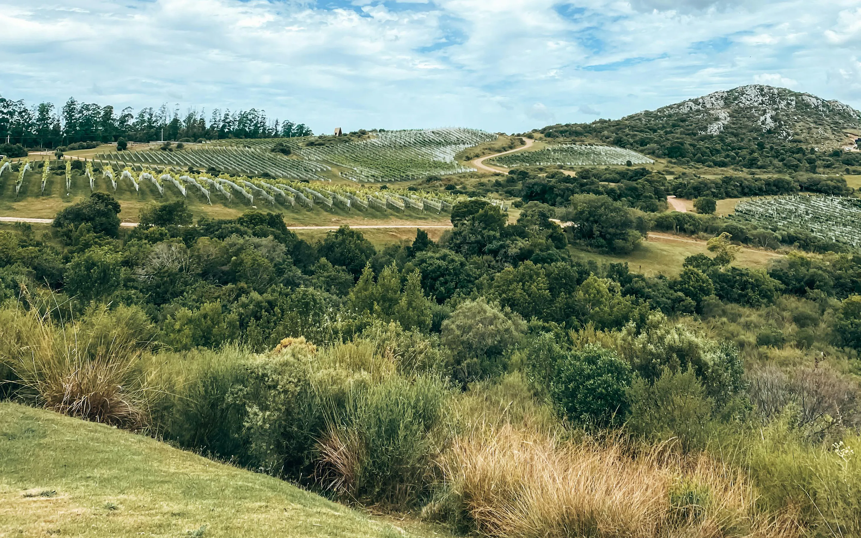 Rolling green vineyard hills stretch beneath a wide cloudy sky in Uruguay's wine country.