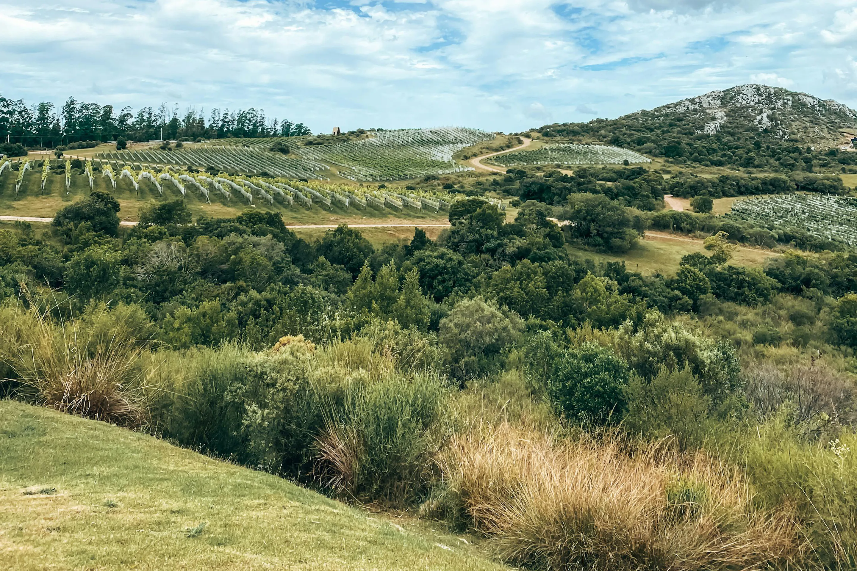Rolling green vineyard hills stretch beneath a wide cloudy sky in Uruguay's wine country.
