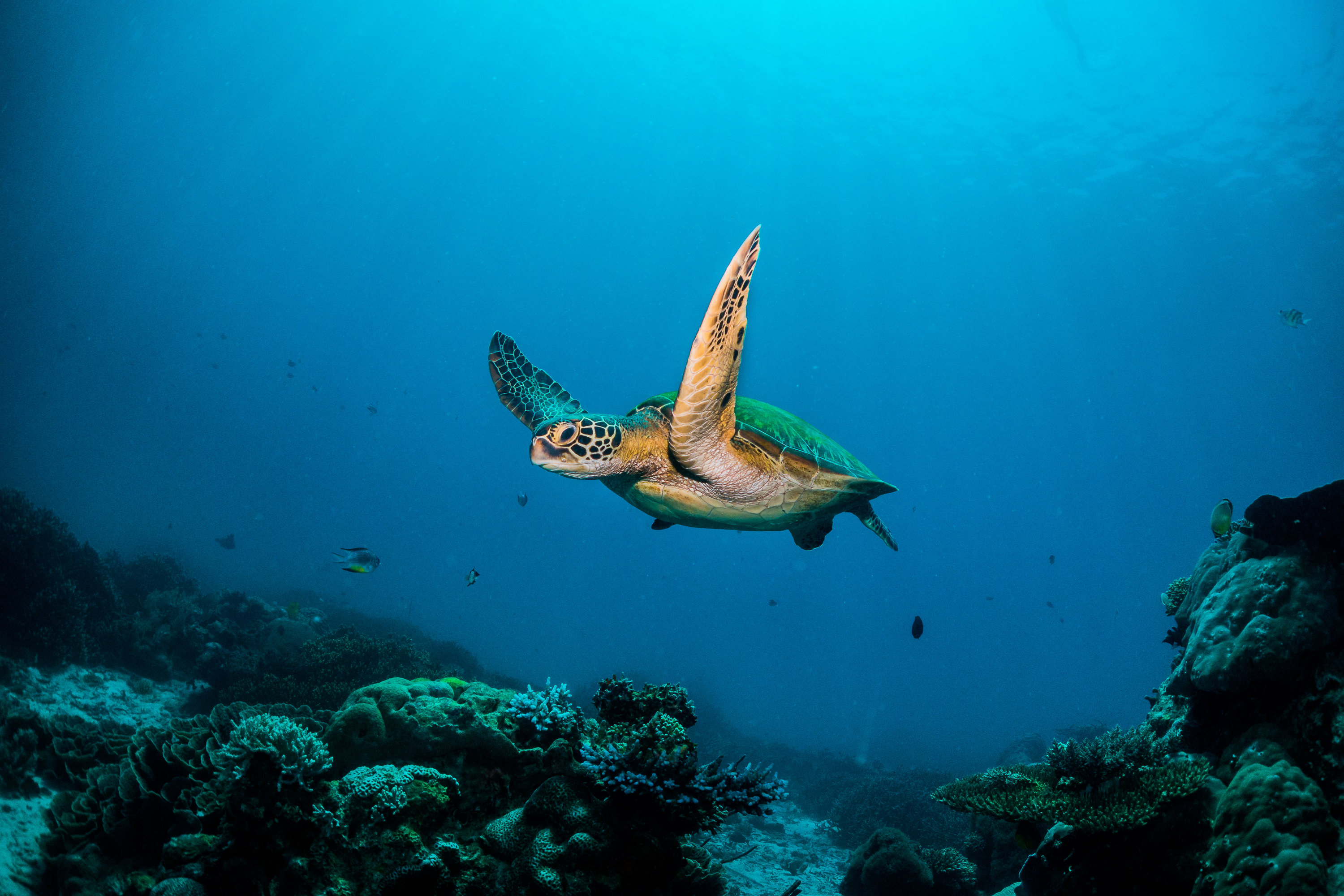 A sea turtle glides through clear deep blue ocean water above a sandy seabed.
