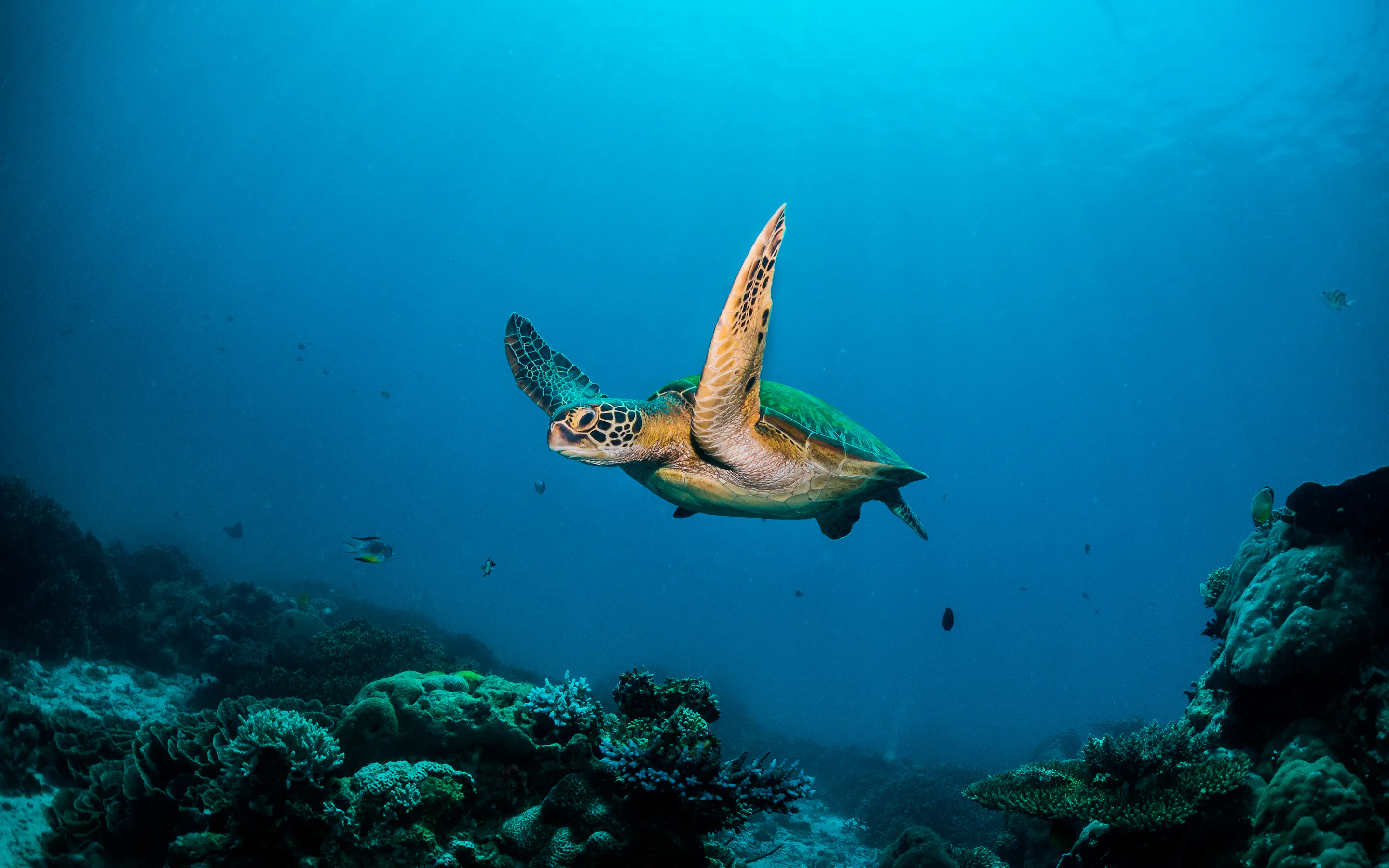 A sea turtle glides through clear deep blue ocean water above a sandy seabed.