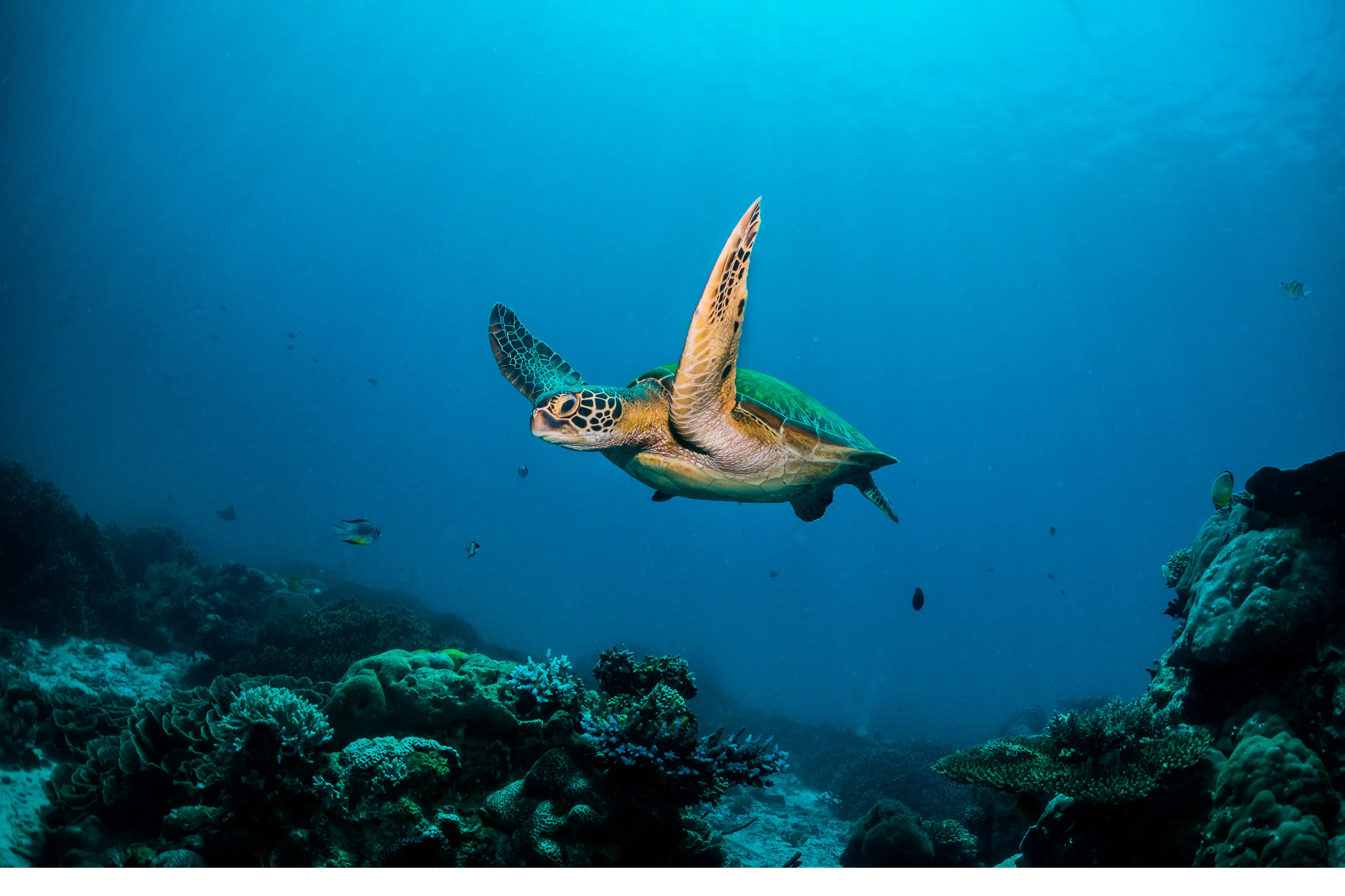 A sea turtle glides through clear deep blue ocean water above a sandy seabed.