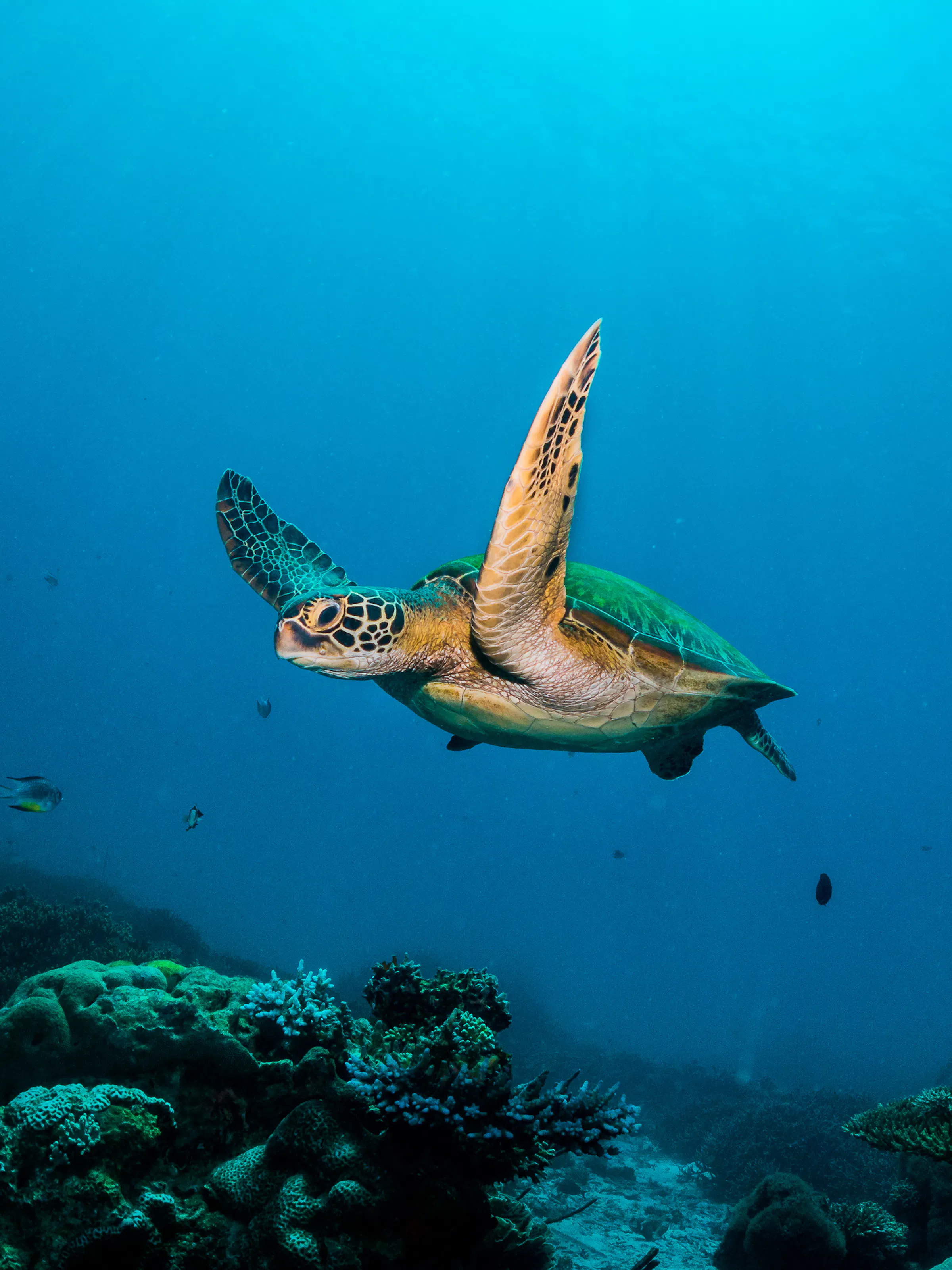 A sea turtle glides through clear deep blue ocean water above a sandy seabed.