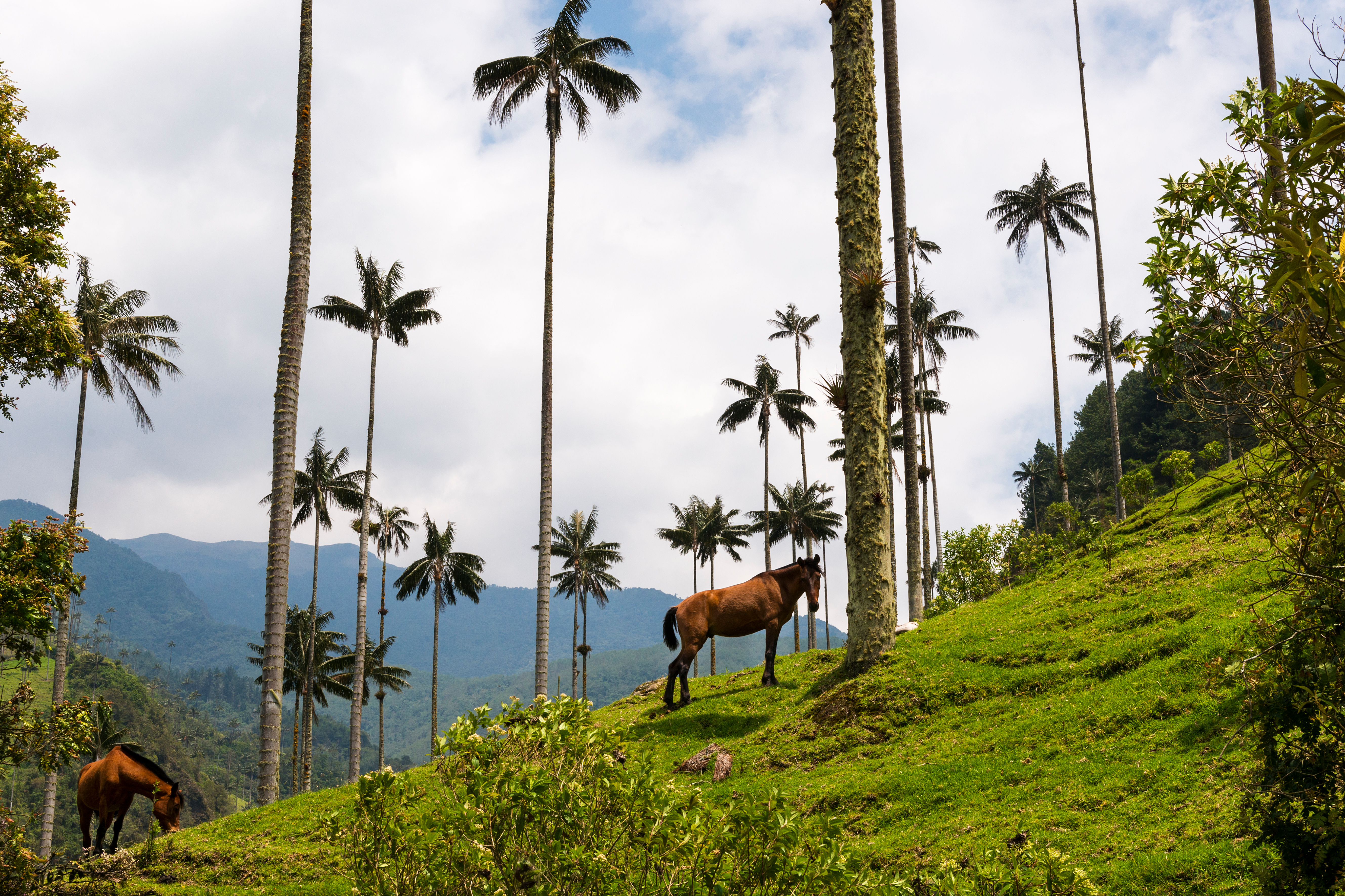 Towering wax palms rise from vivid green slopes in a misty mountain valley in Colombia.