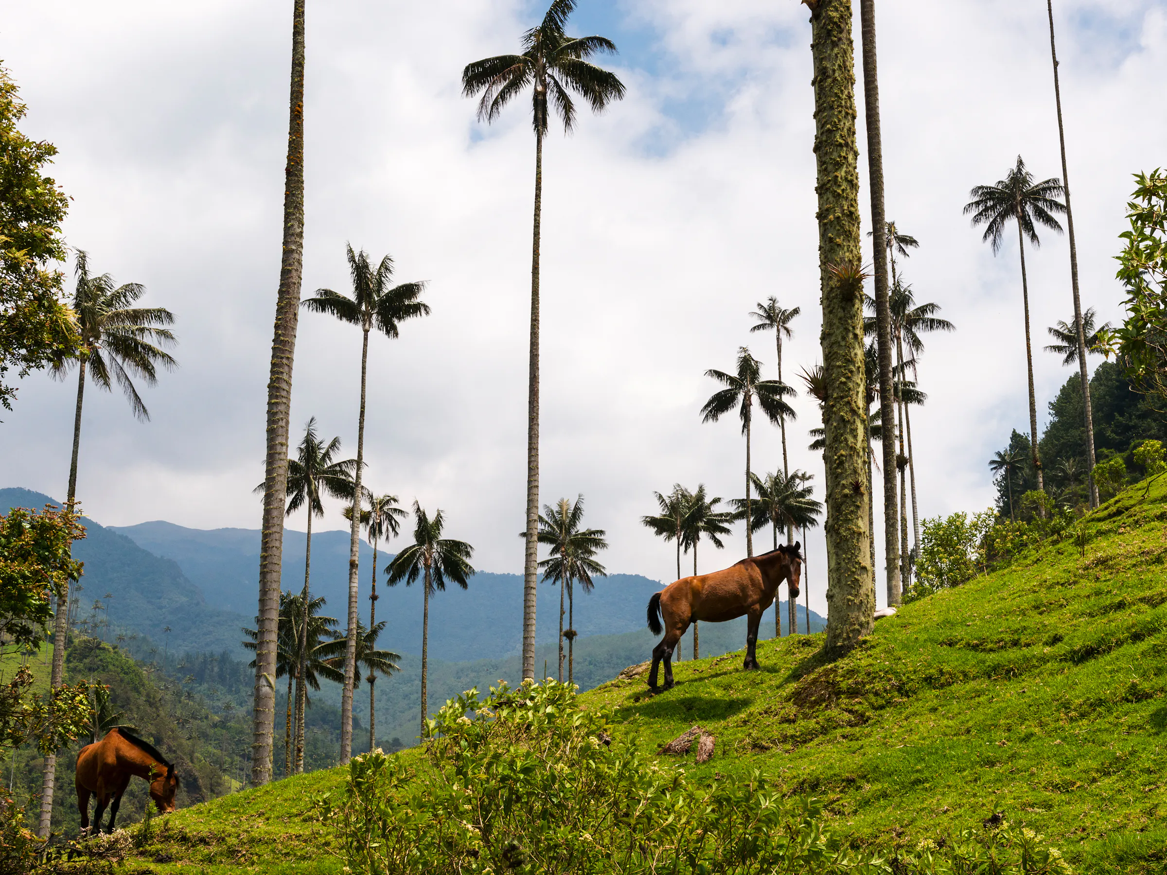 Towering wax palms rise from vivid green slopes in a misty mountain valley in Colombia.