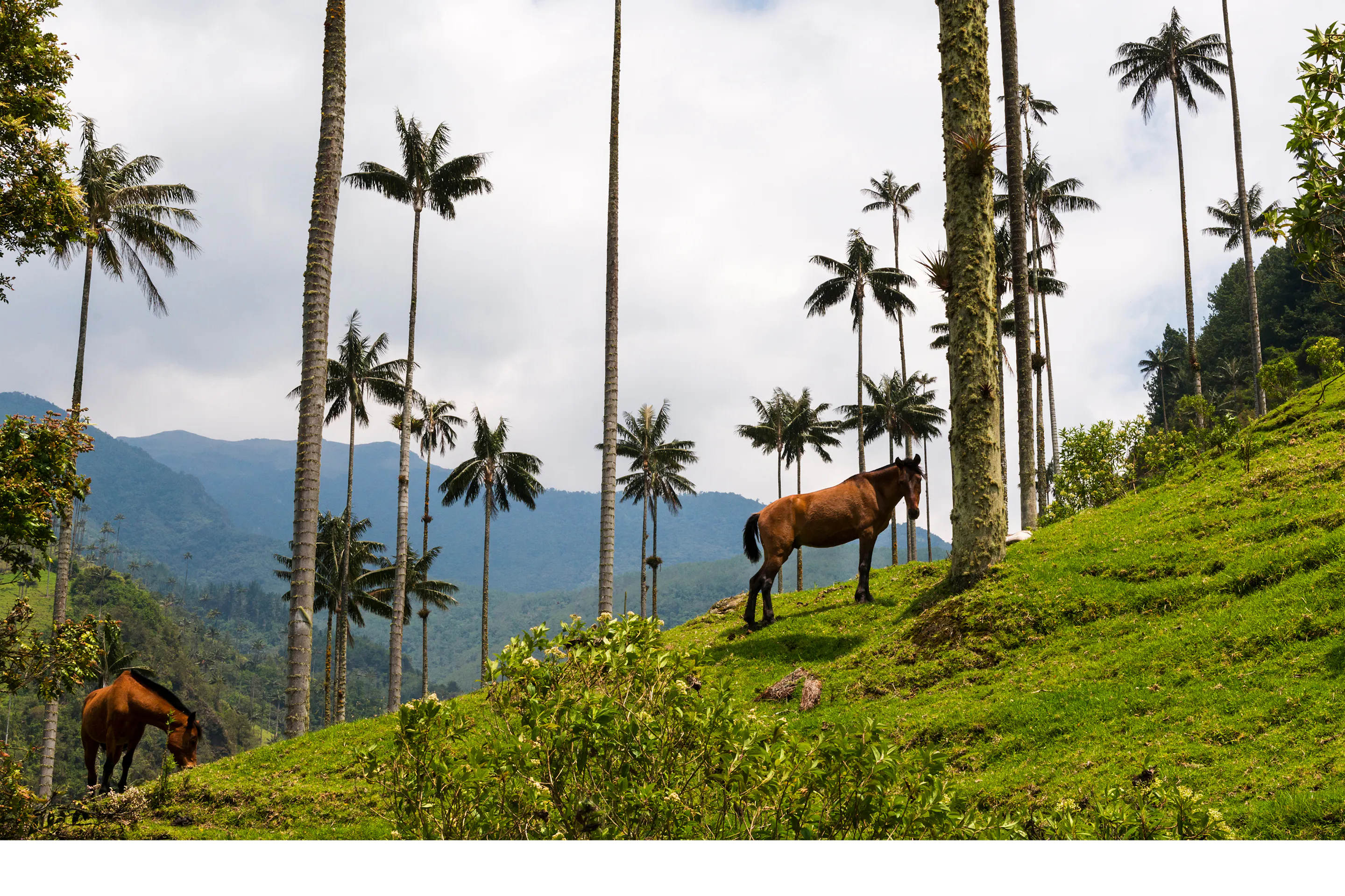 Towering wax palms rise from vivid green slopes in a misty mountain valley in Colombia.