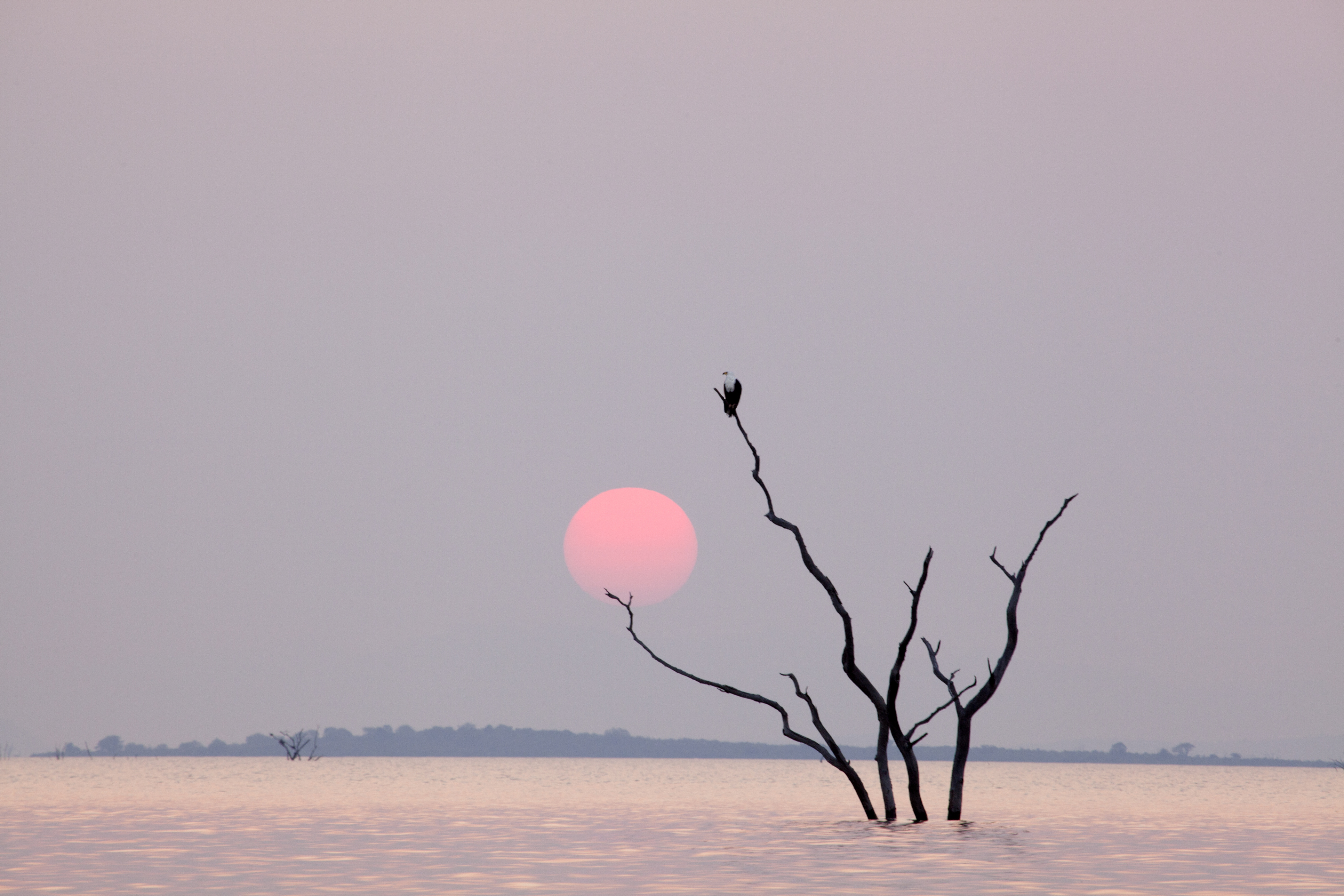 A dead tree silhouette rises above still pink-tinted water at sunset over Lake Kariba.