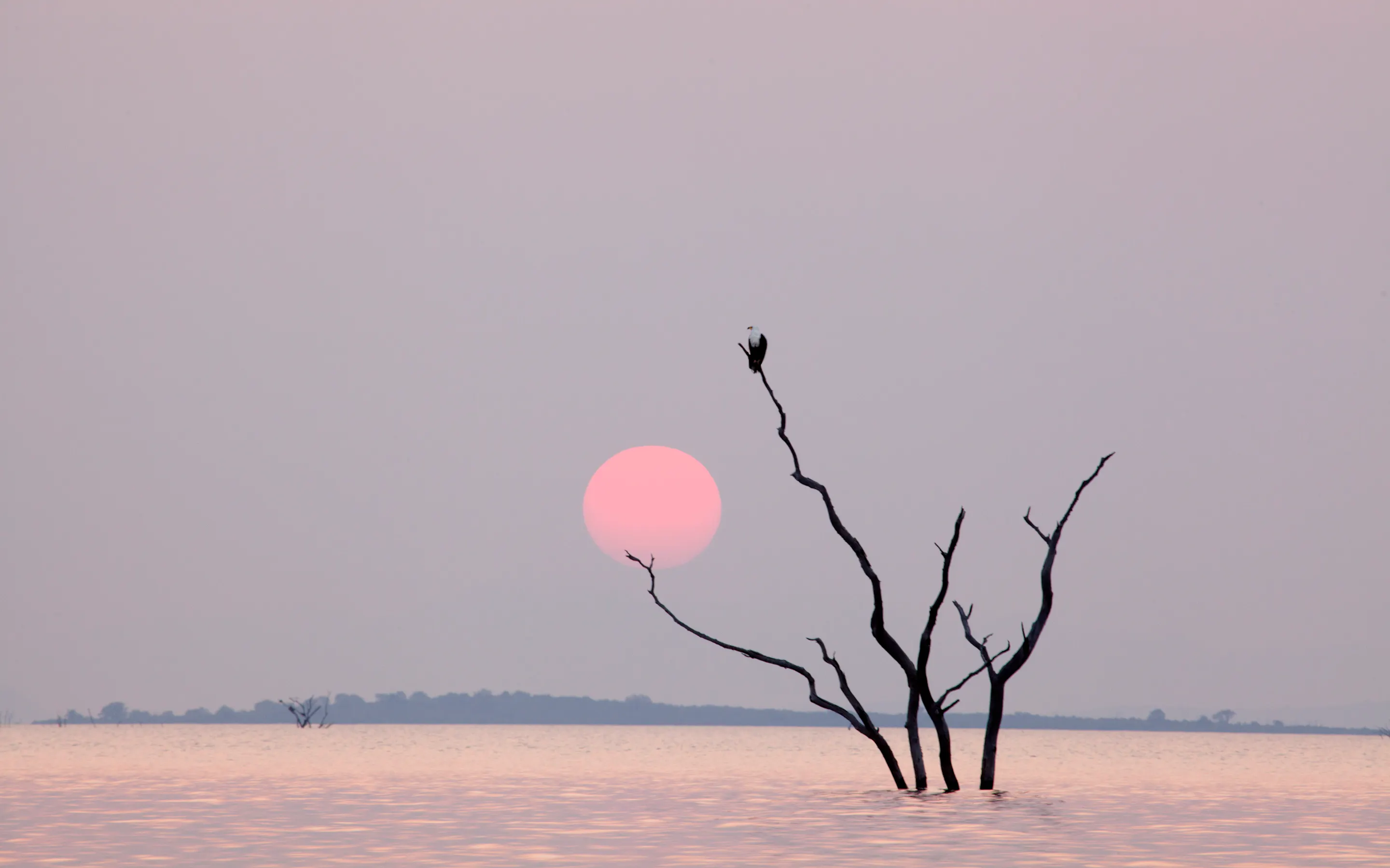 A dead tree silhouette rises above still pink-tinted water at sunset over Lake Kariba.