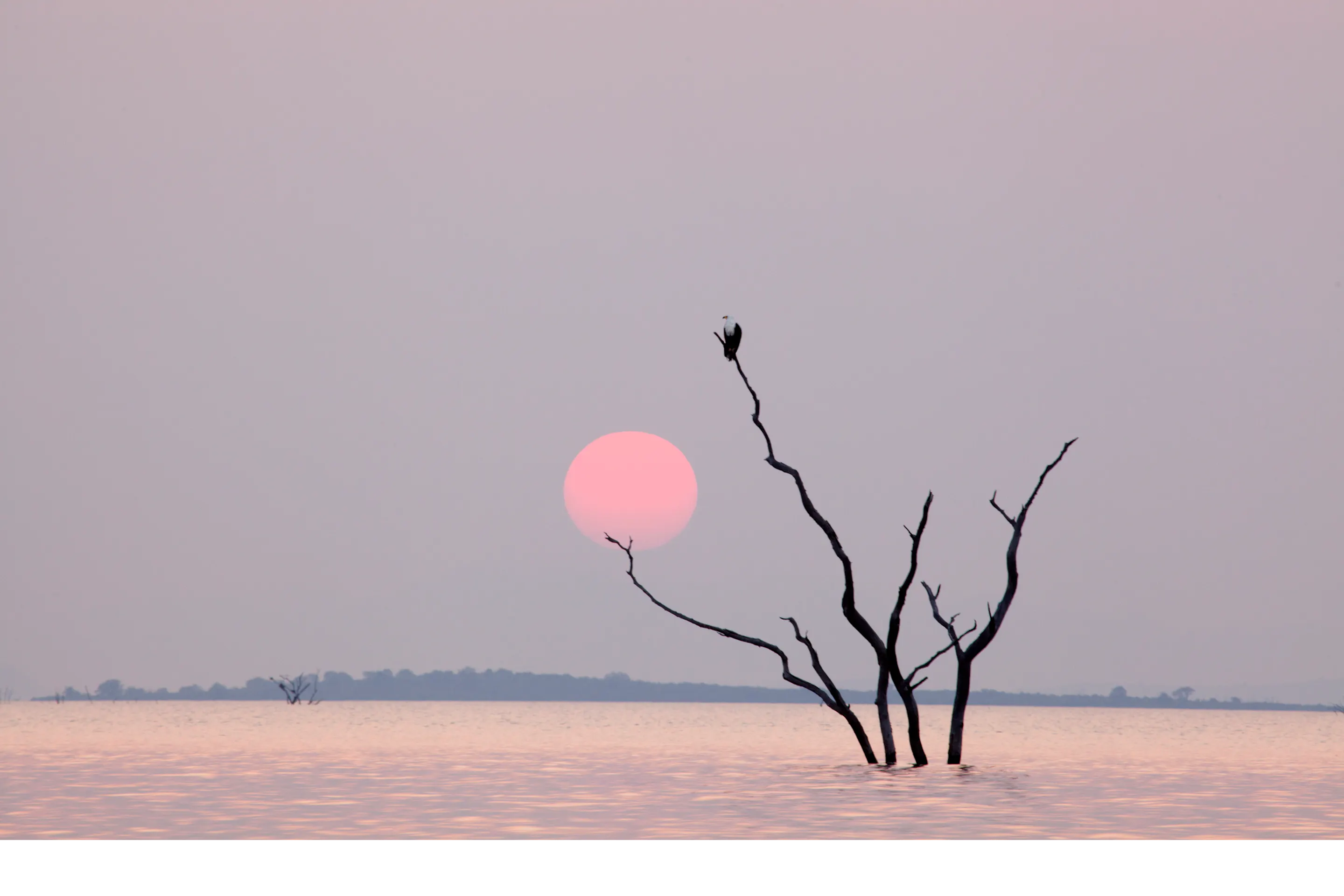 A dead tree silhouette rises above still pink-tinted water at sunset over Lake Kariba.