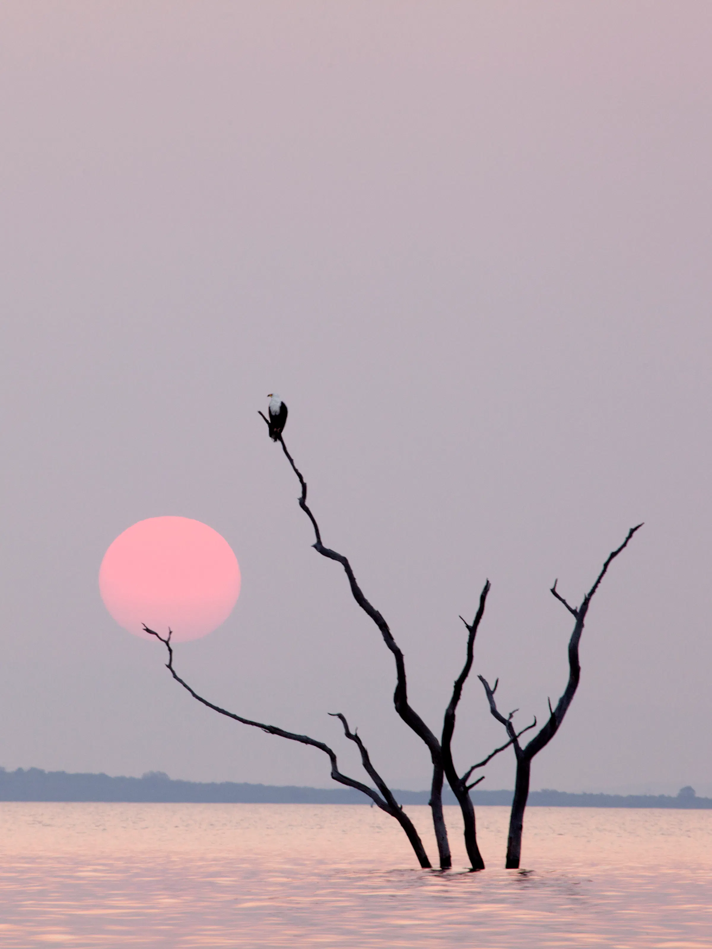 A dead tree silhouette rises above still pink-tinted water at sunset over Lake Kariba.