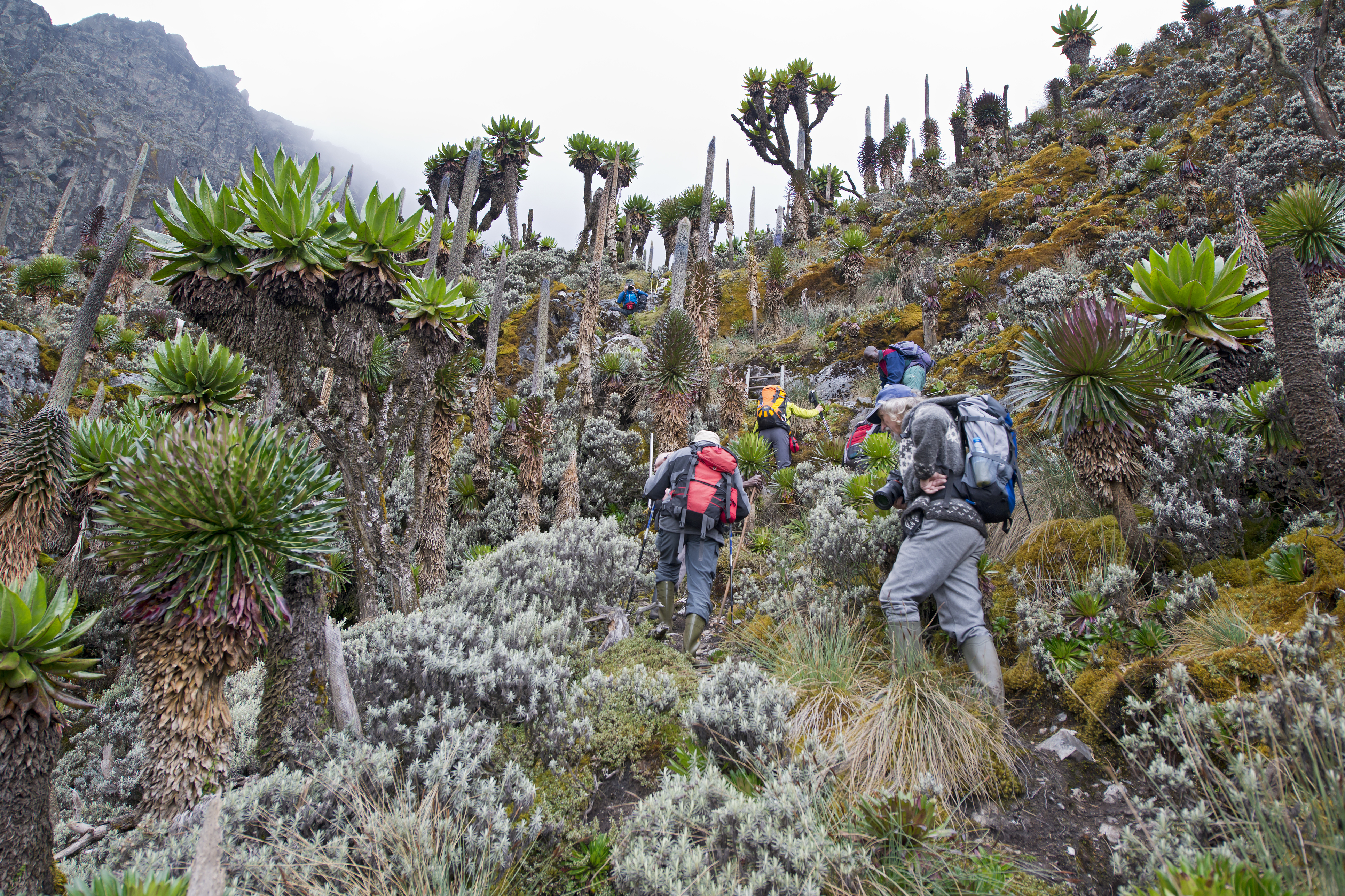 Two hikers with trekking poles walk a forested mountain trail through dense green vegetation.