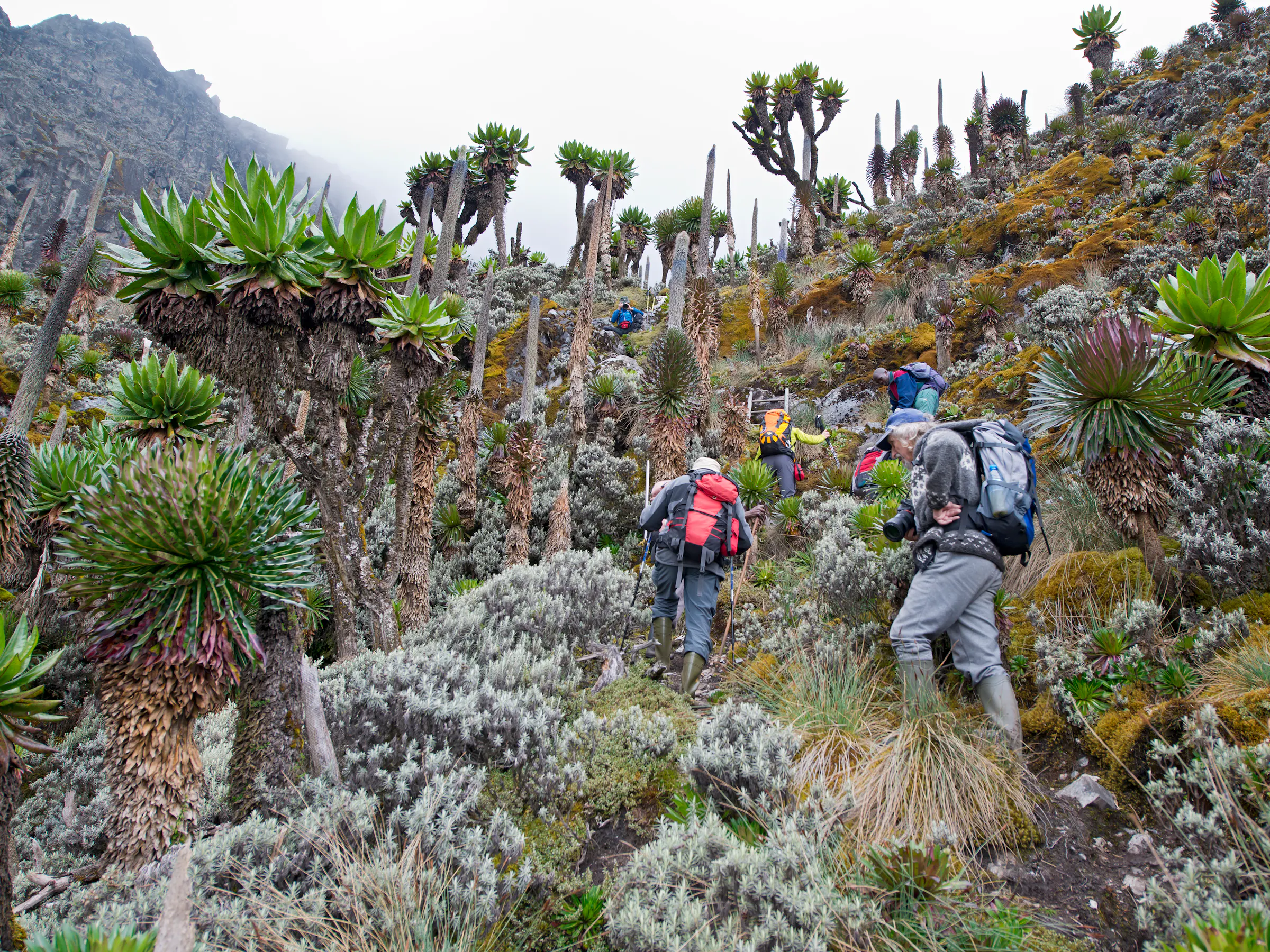 Two hikers with trekking poles walk a forested mountain trail through dense green vegetation.