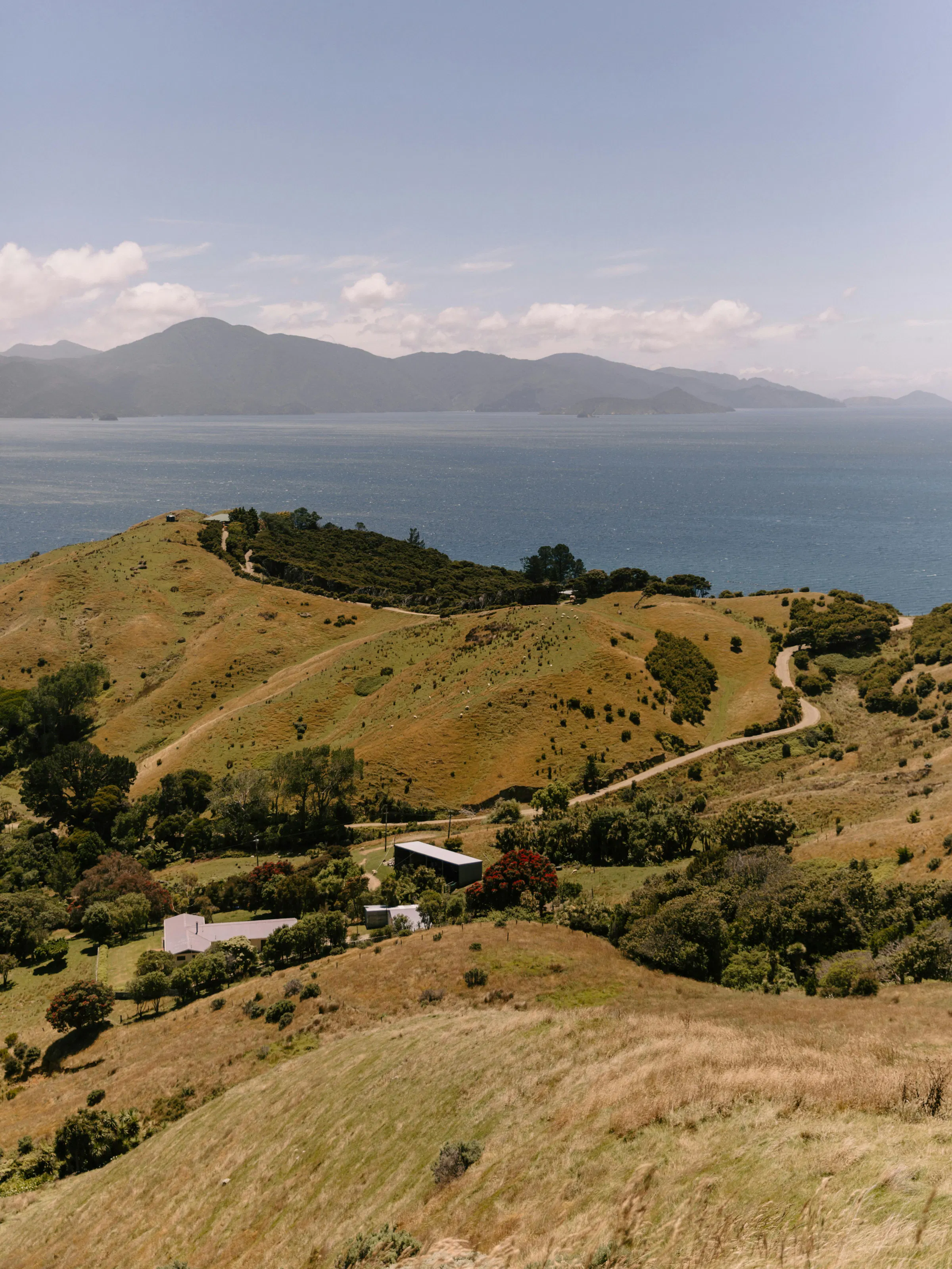 A winding rural road passes through golden meadows with green forested hills in New Zealand.