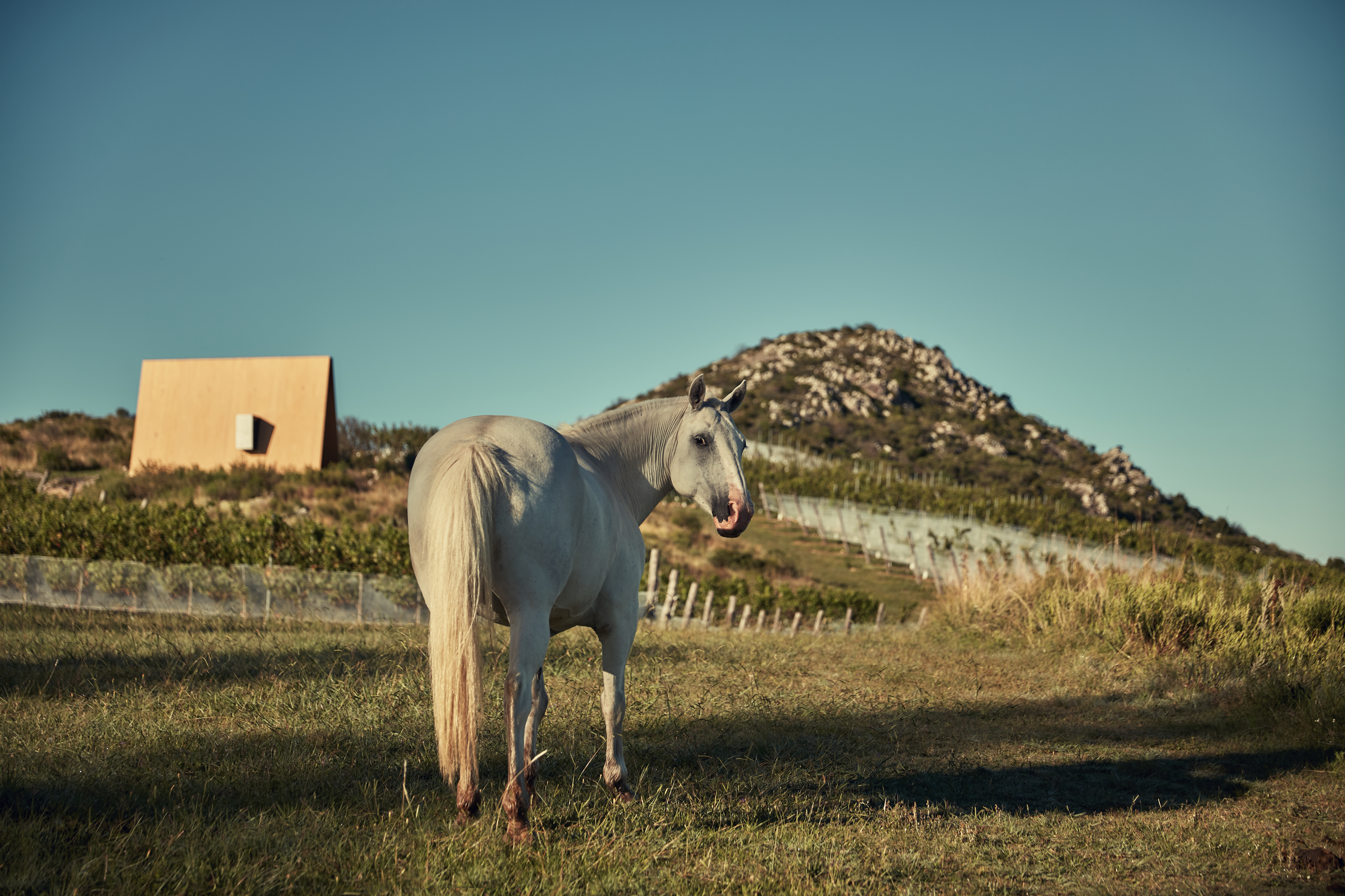A white horse stands beside a large mossy boulder in an open rural field under an overcast sky.