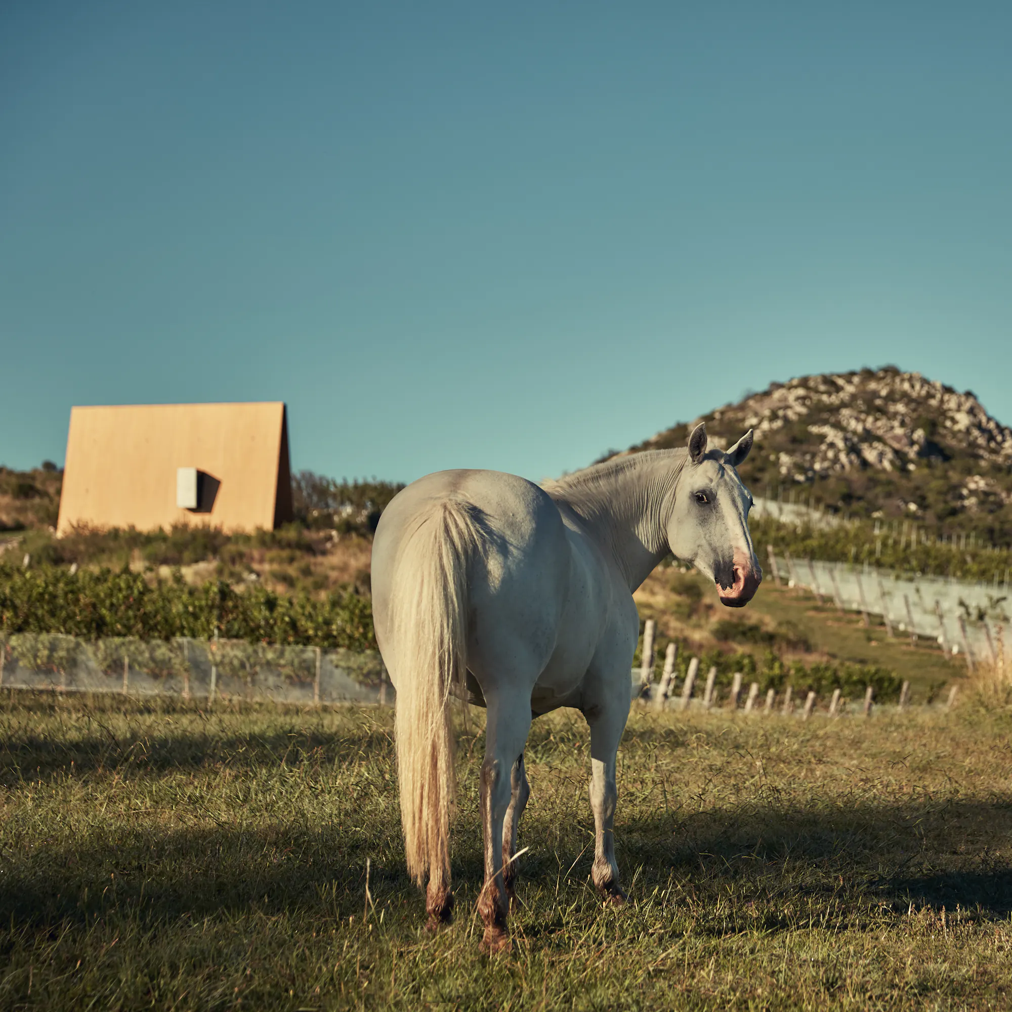 A white horse stands beside a large mossy boulder in an open rural field under an overcast sky.