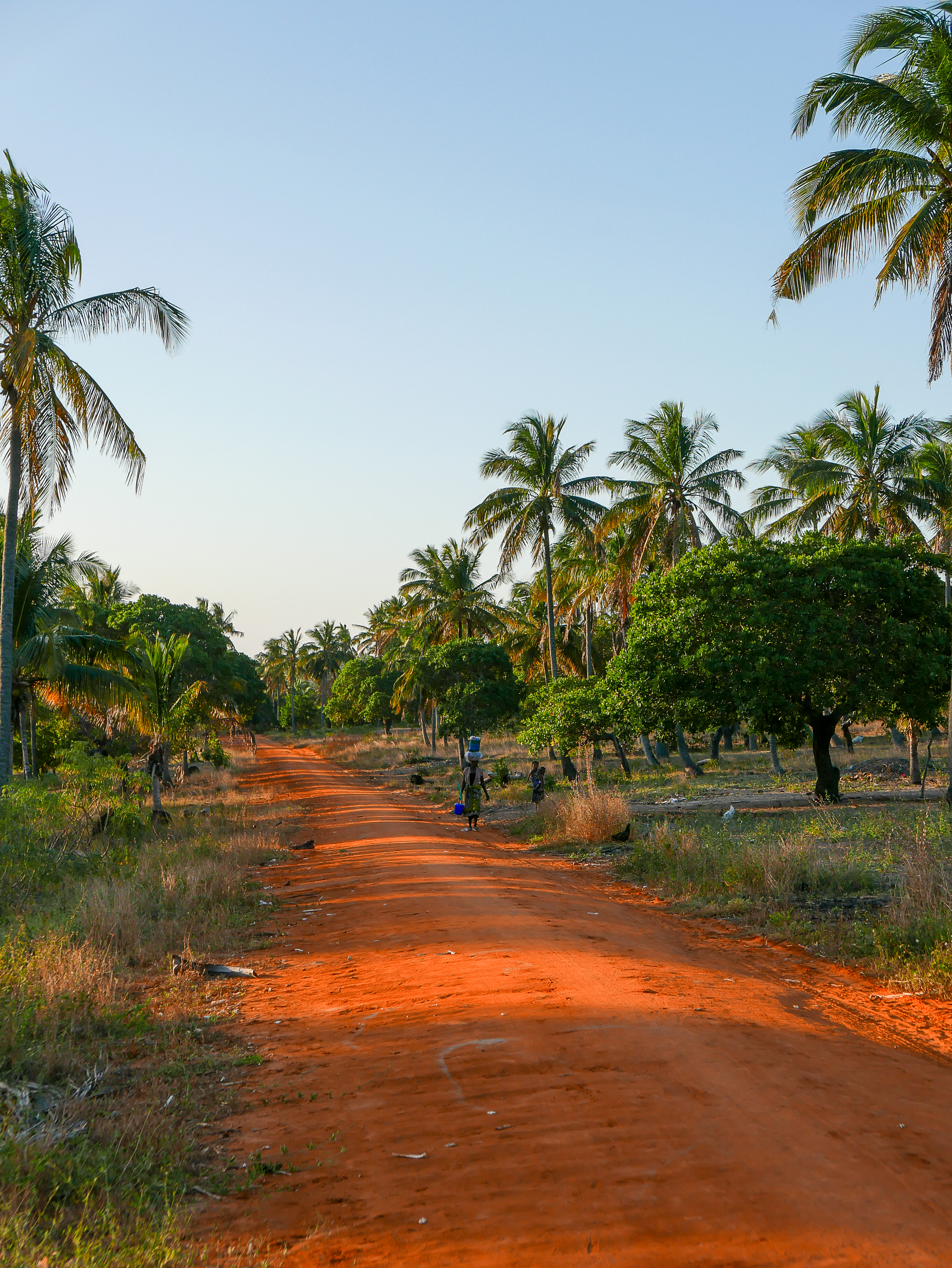 A red dirt path lined with palm trees leads through a coastal Mozambican landscape under soft light.