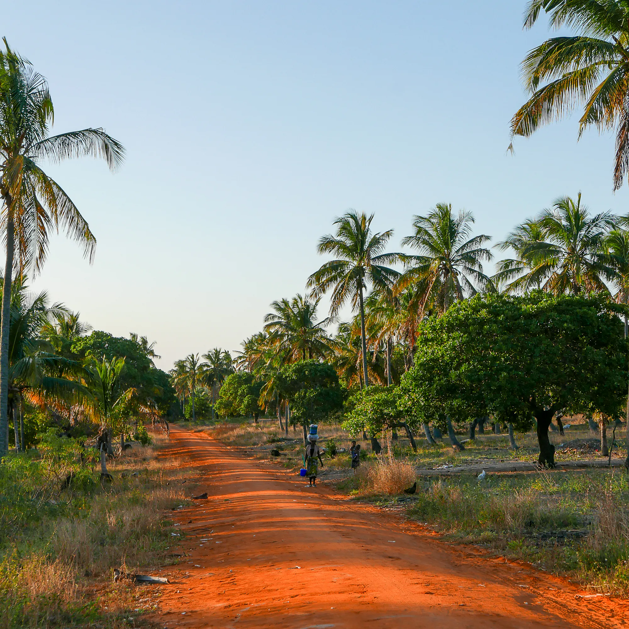 A red dirt path lined with palm trees leads through a coastal Mozambican landscape under soft light.