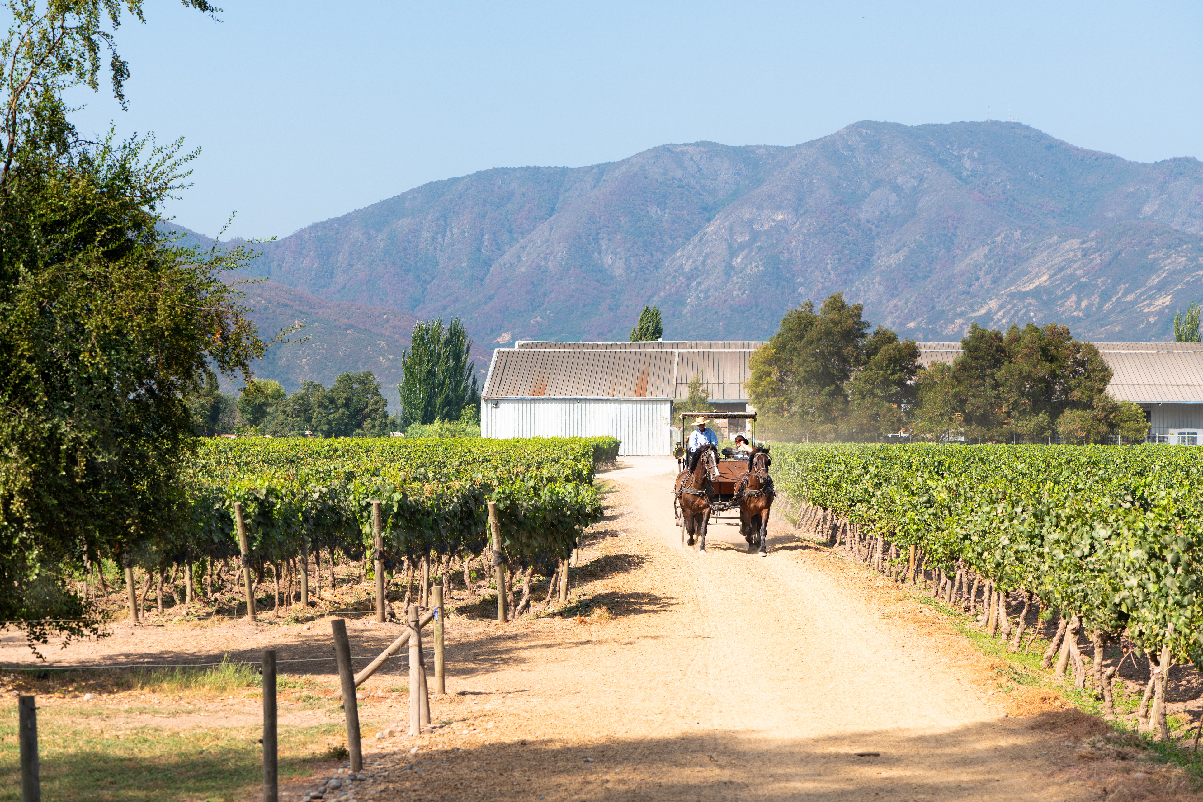 A dirt track runs between vineyard rows toward distant mountains under a hazy blue sky in Chile.