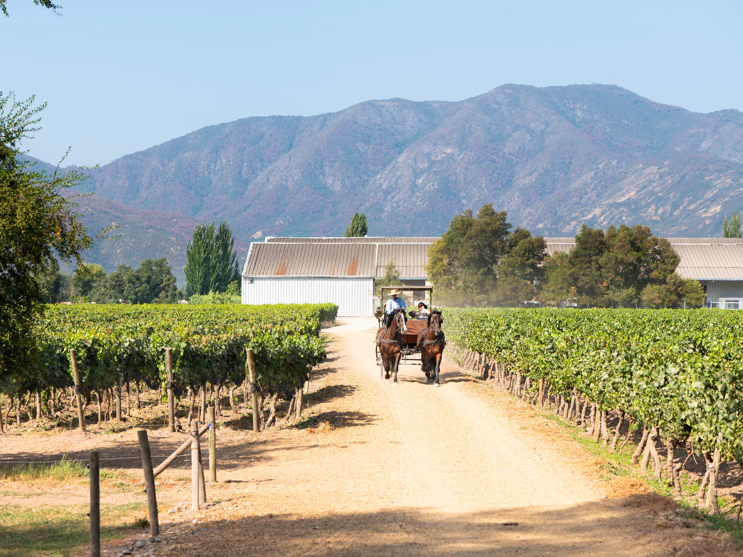 A dirt track runs between vineyard rows toward distant mountains under a hazy blue sky in Chile.