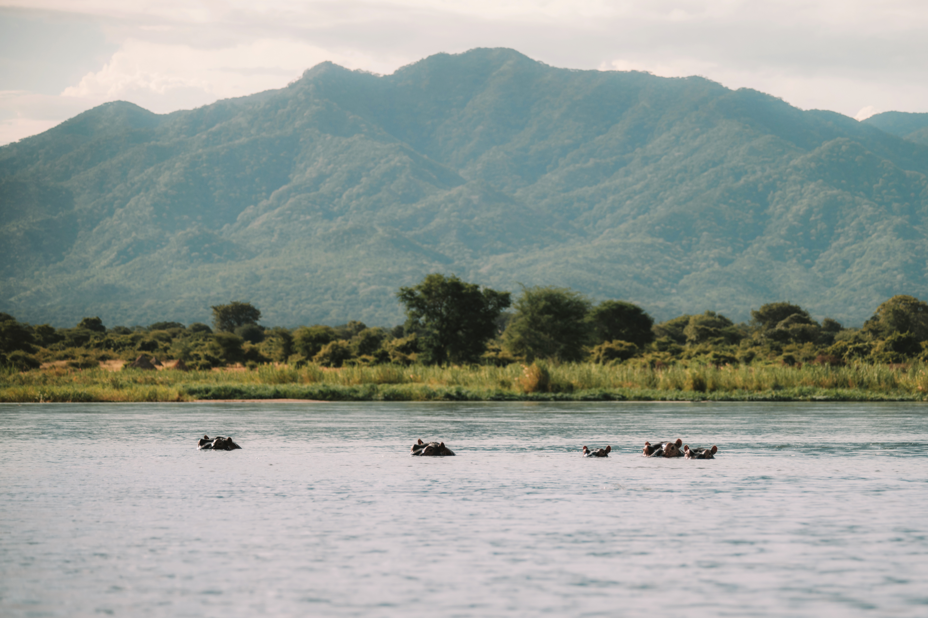 A wide flat river stretches between forested banks under a pale sky in Zambia's Lower Zambezi.