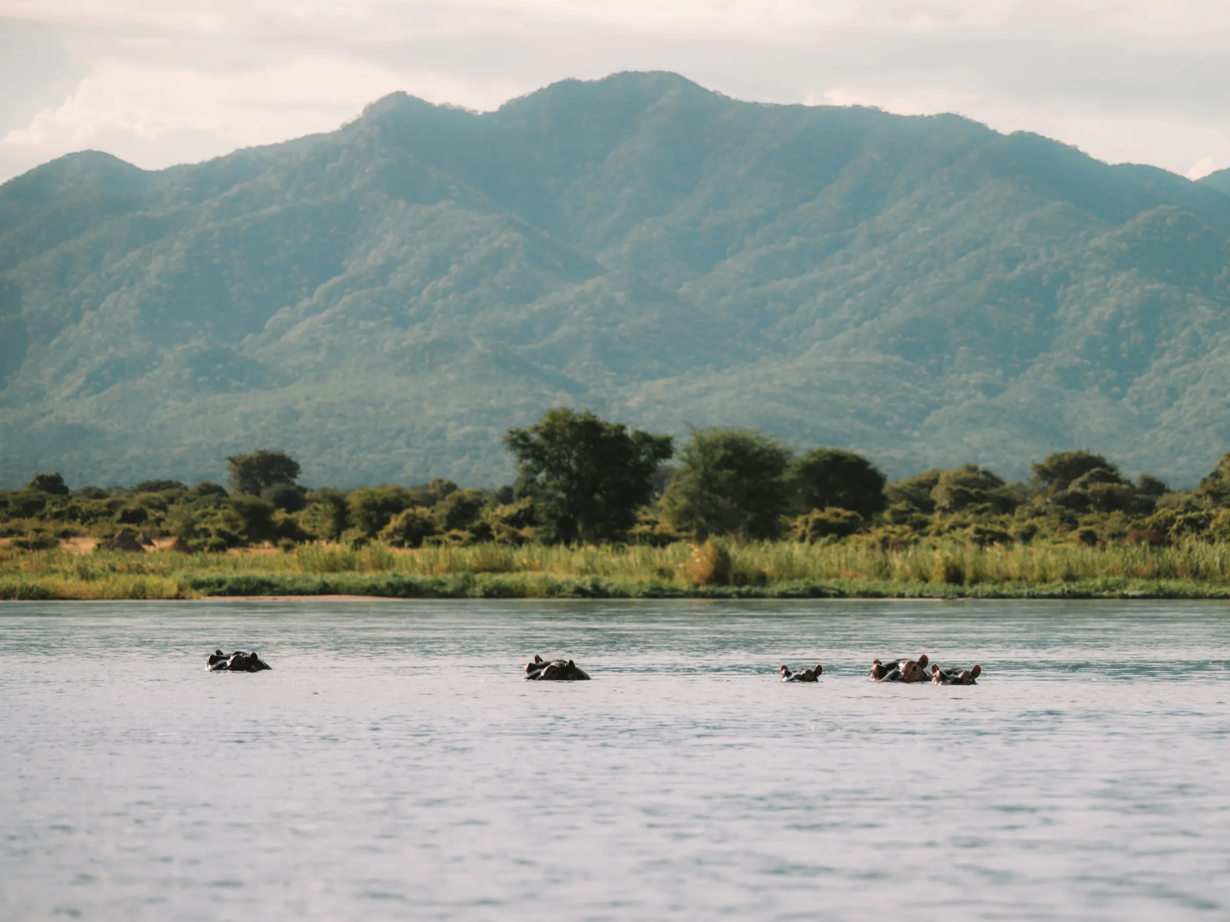 A wide flat river stretches between forested banks under a pale sky in Zambia's Lower Zambezi.