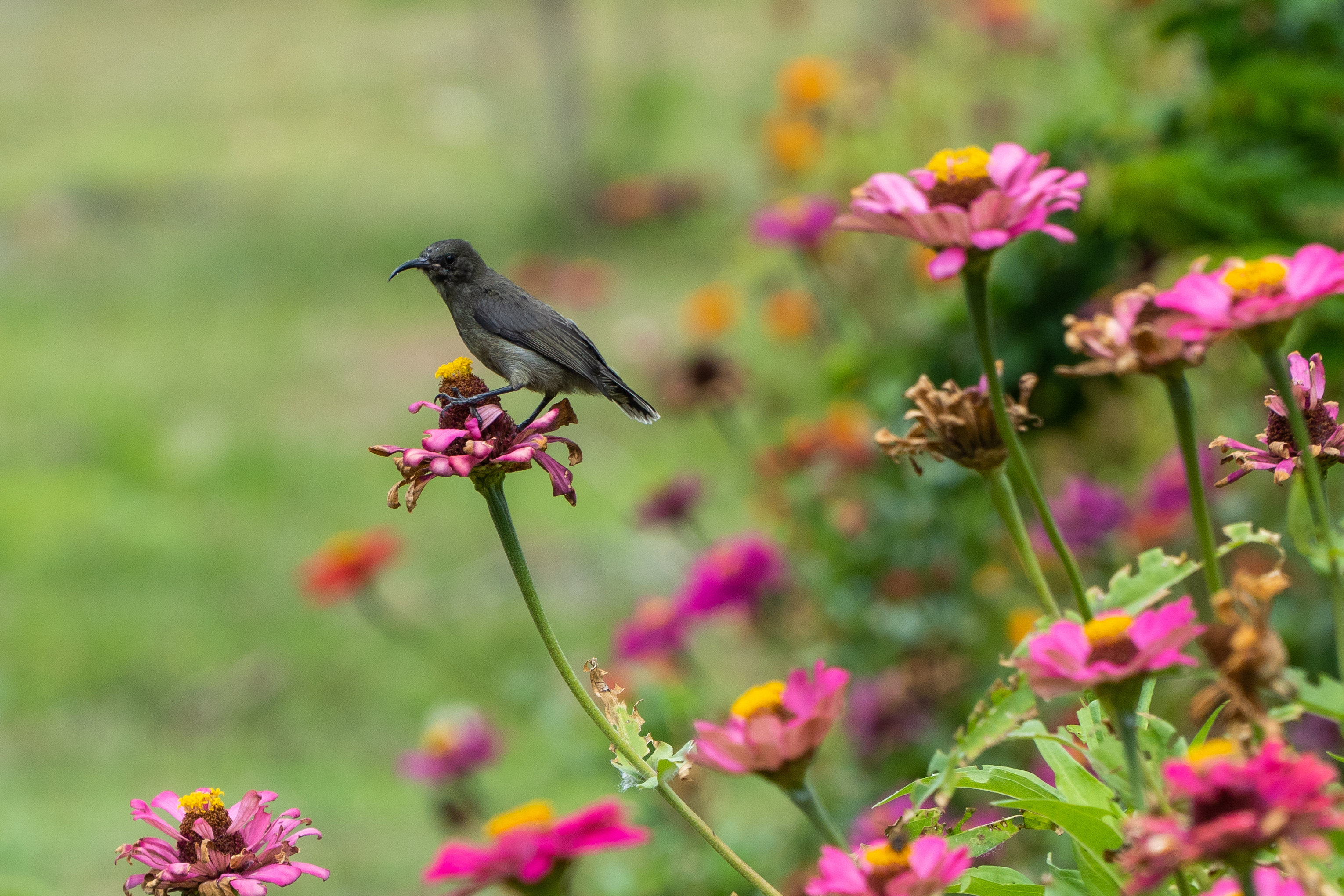 A small black bird with a bright red eye perches on a stem among pink and orange flowers.