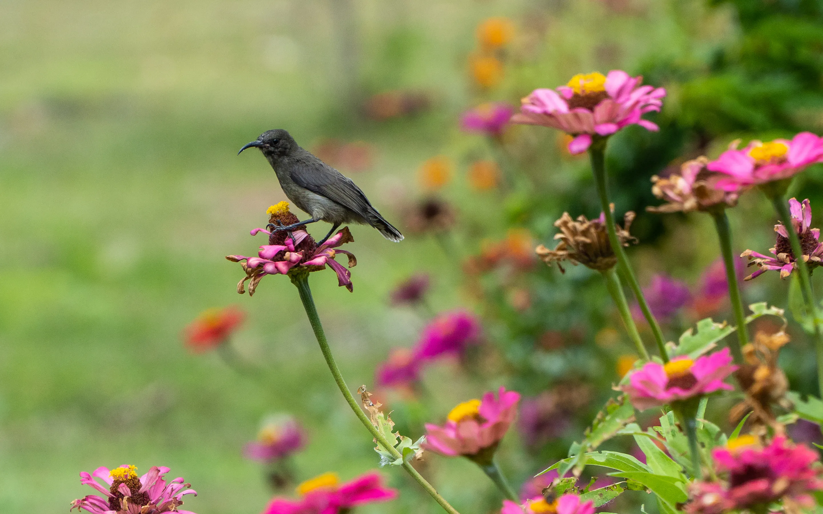 A small black bird with a bright red eye perches on a stem among pink and orange flowers.