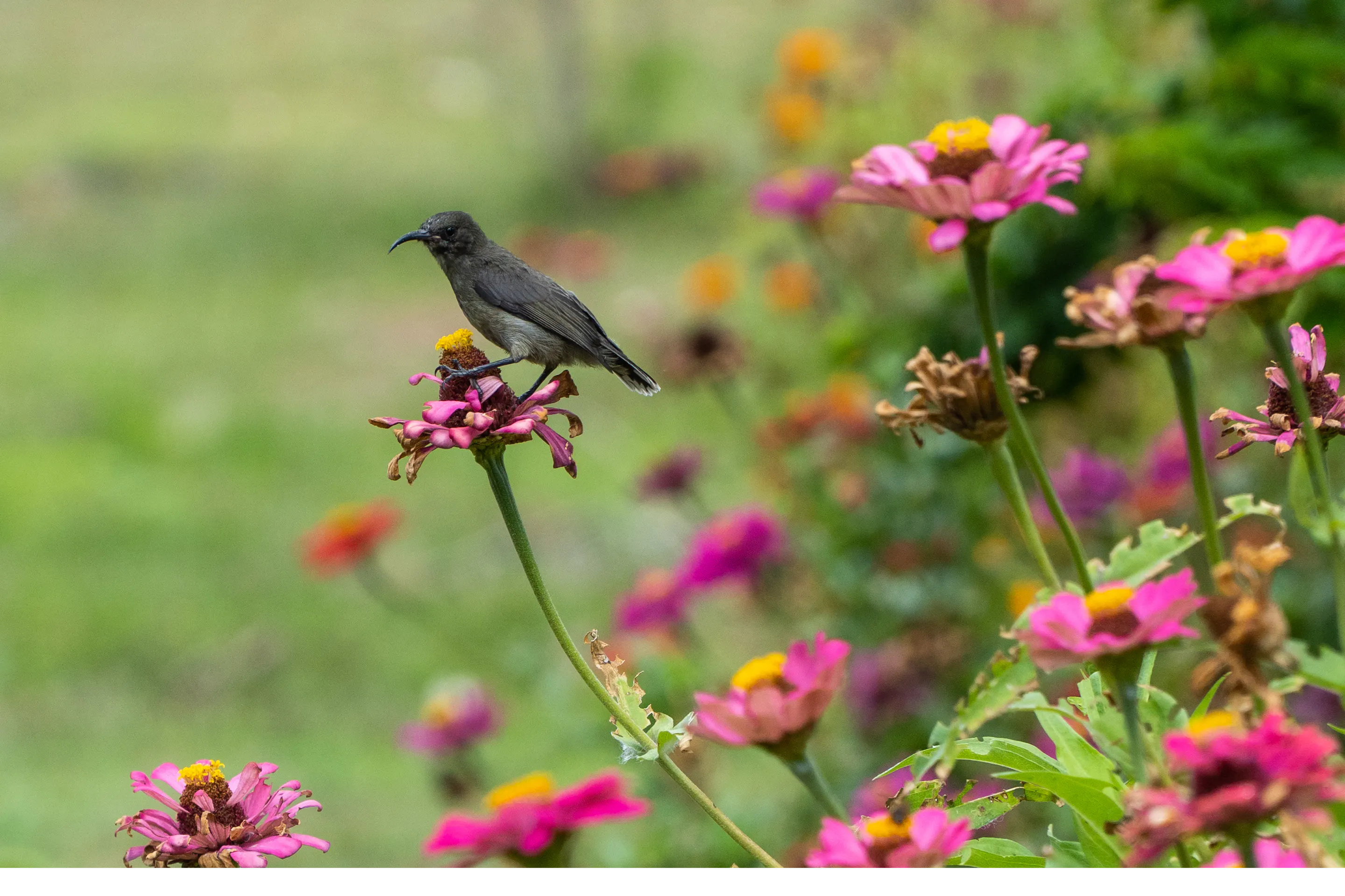 A small black bird with a bright red eye perches on a stem among pink and orange flowers.