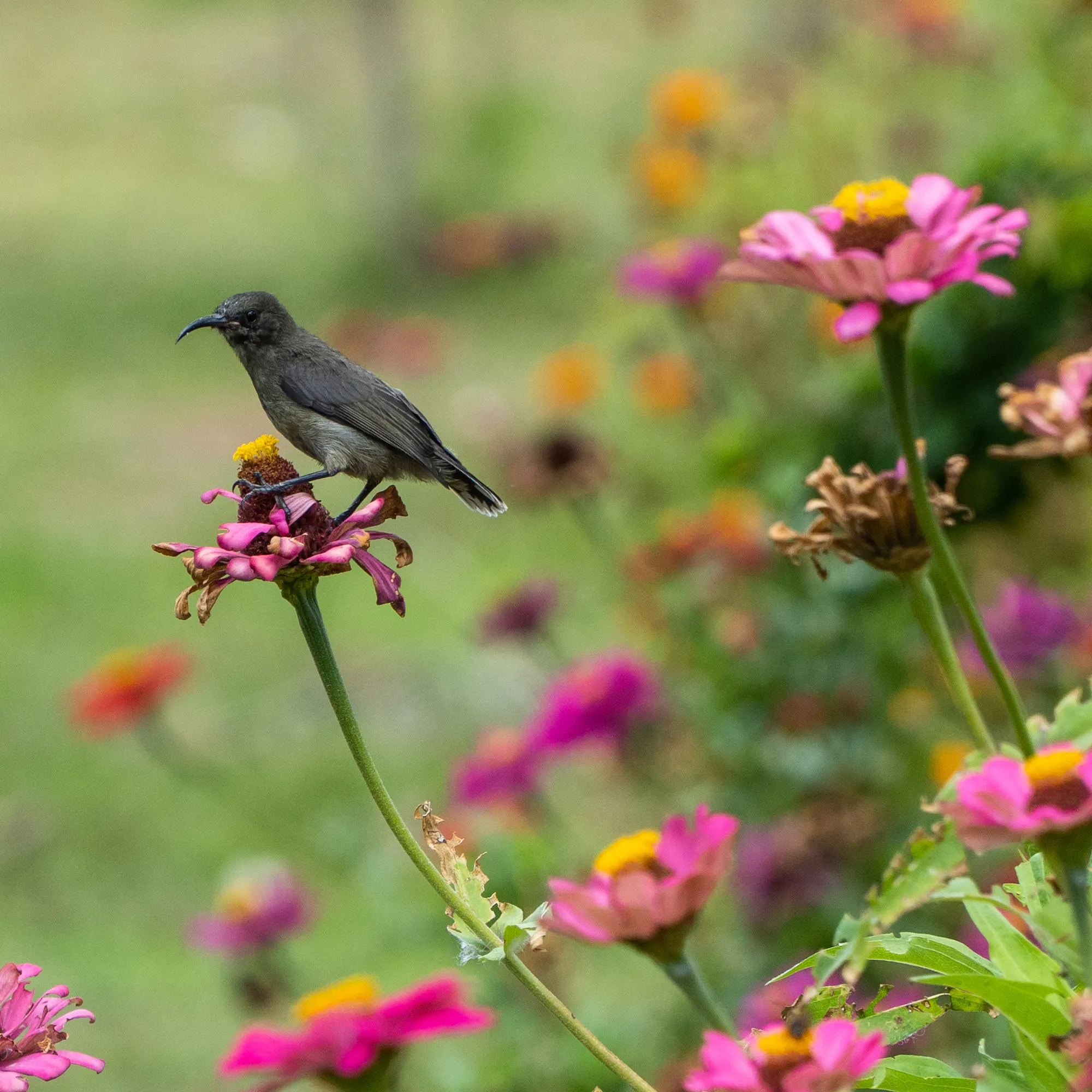 A small black bird with a bright red eye perches on a stem among pink and orange flowers.