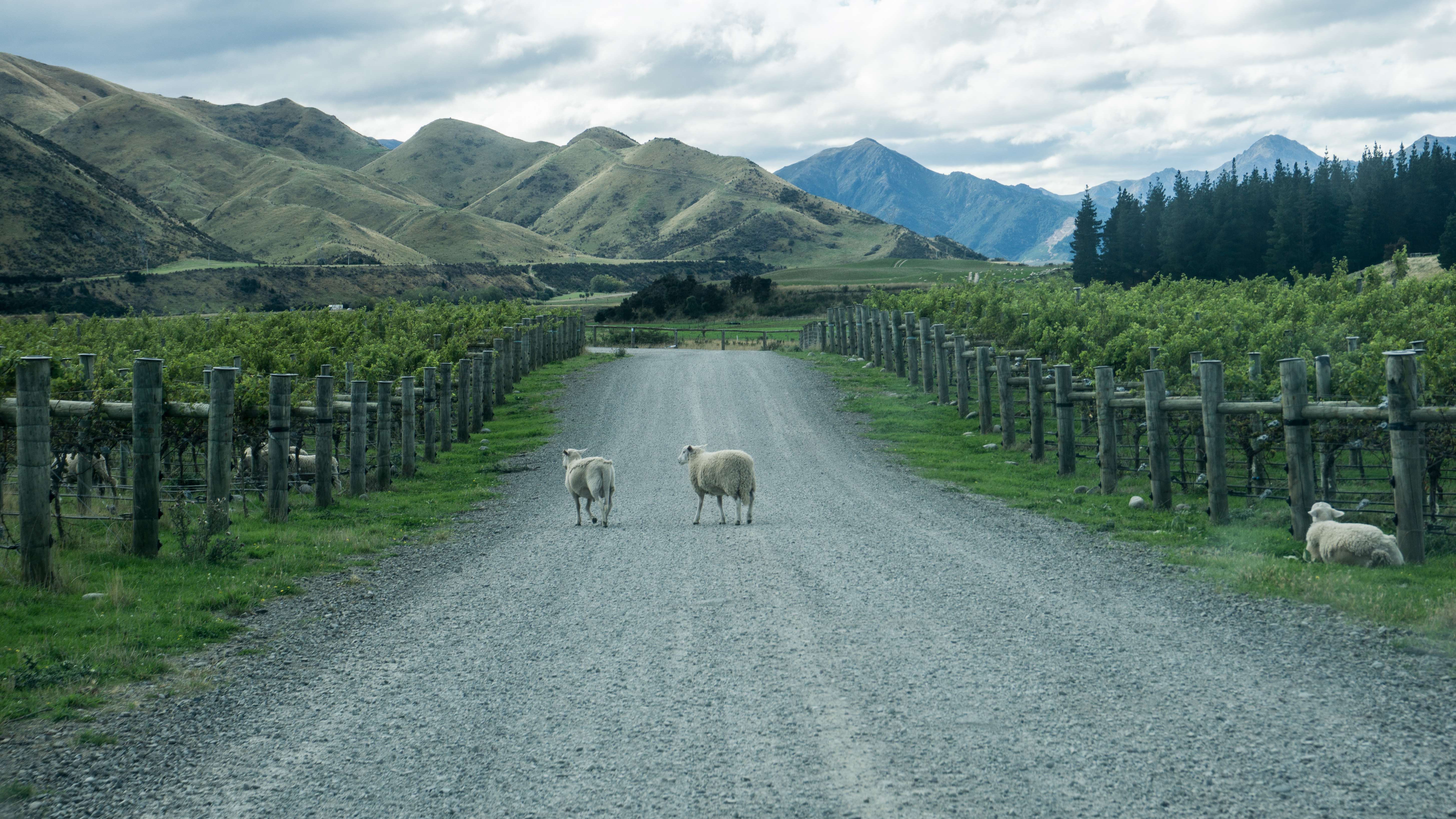 A gravel road flanked by vine rows stretches toward misty hills under low cloud in Marlborough.
