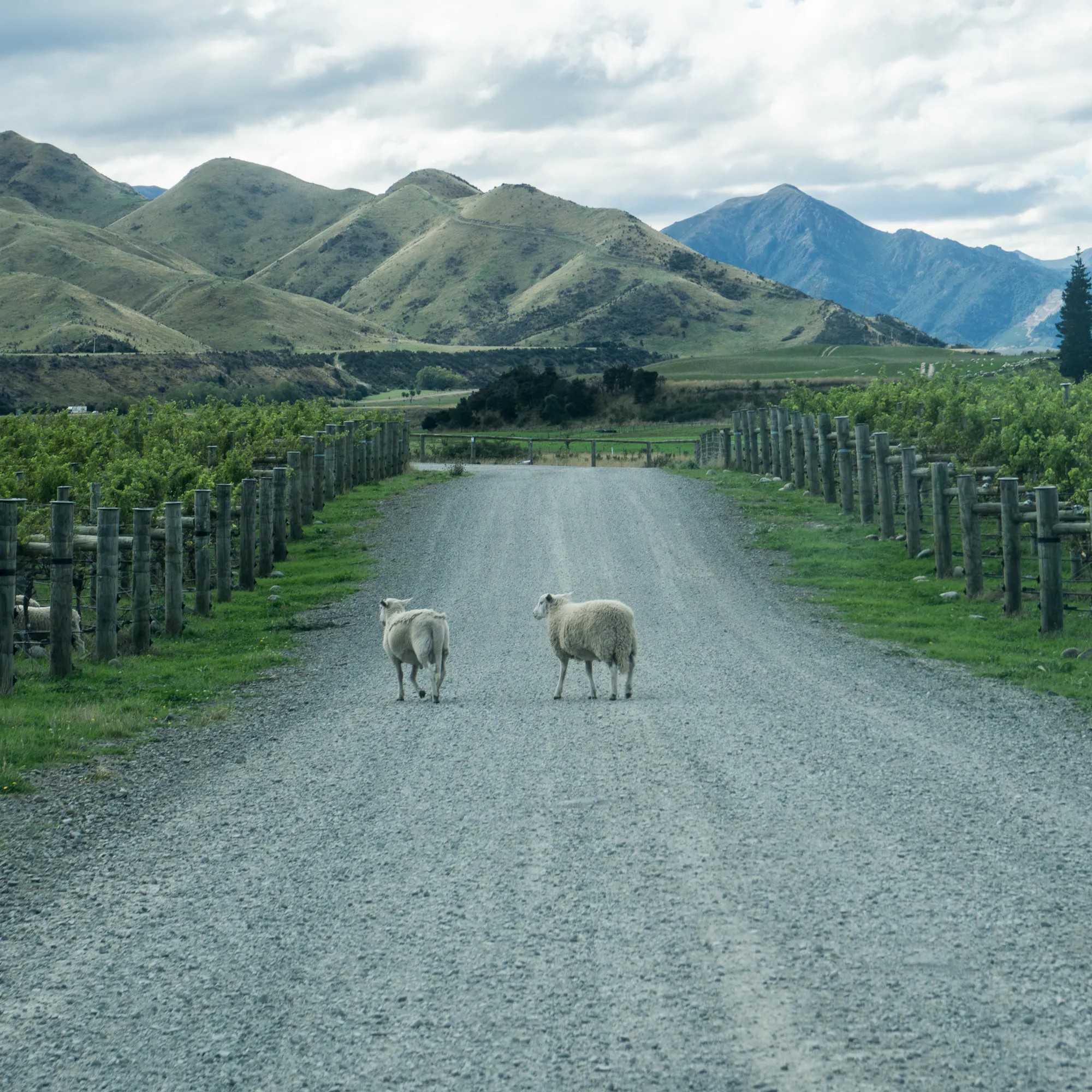 A gravel road flanked by vine rows stretches toward misty hills under low cloud in Marlborough.