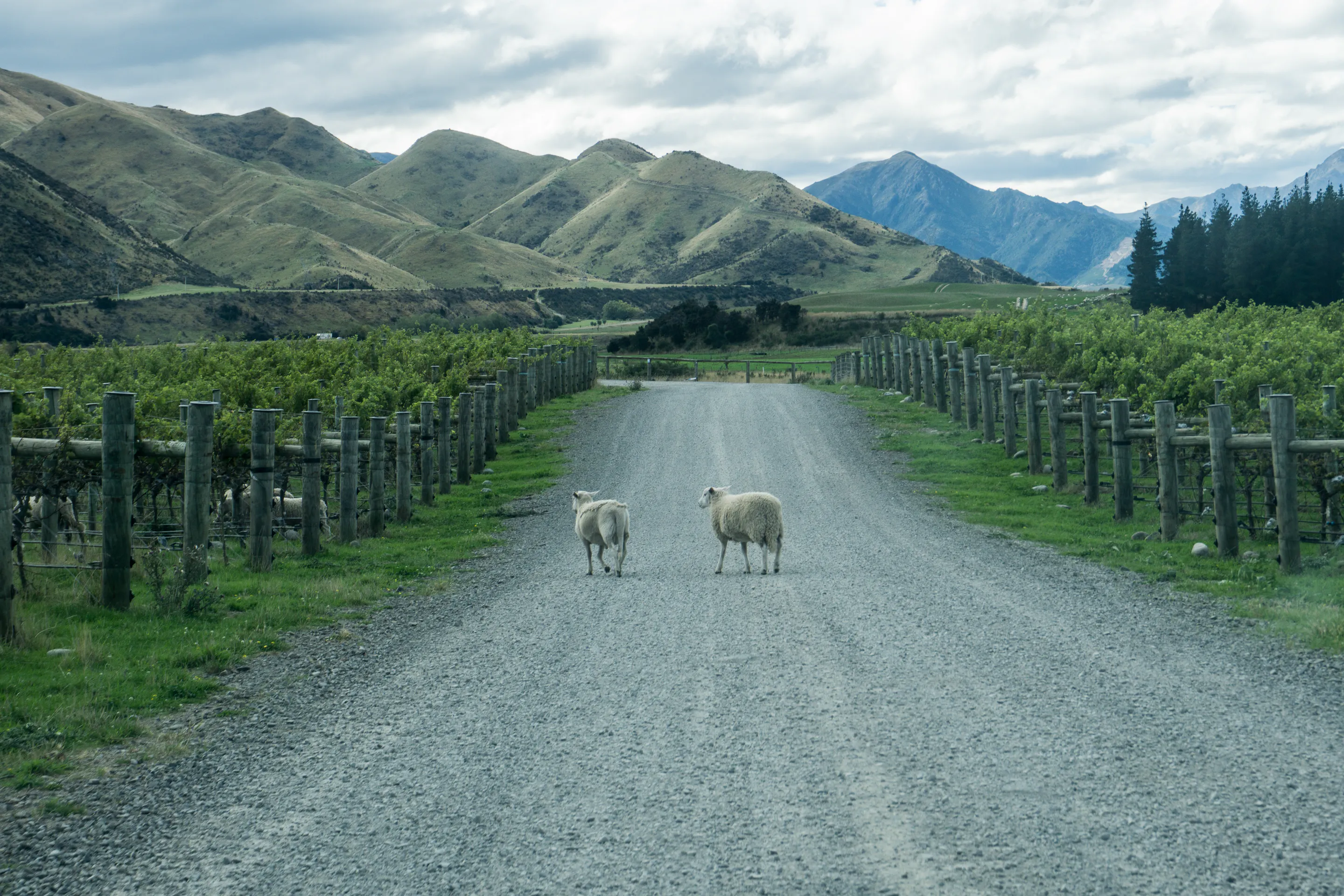 A gravel road flanked by vine rows stretches toward misty hills under low cloud in Marlborough.