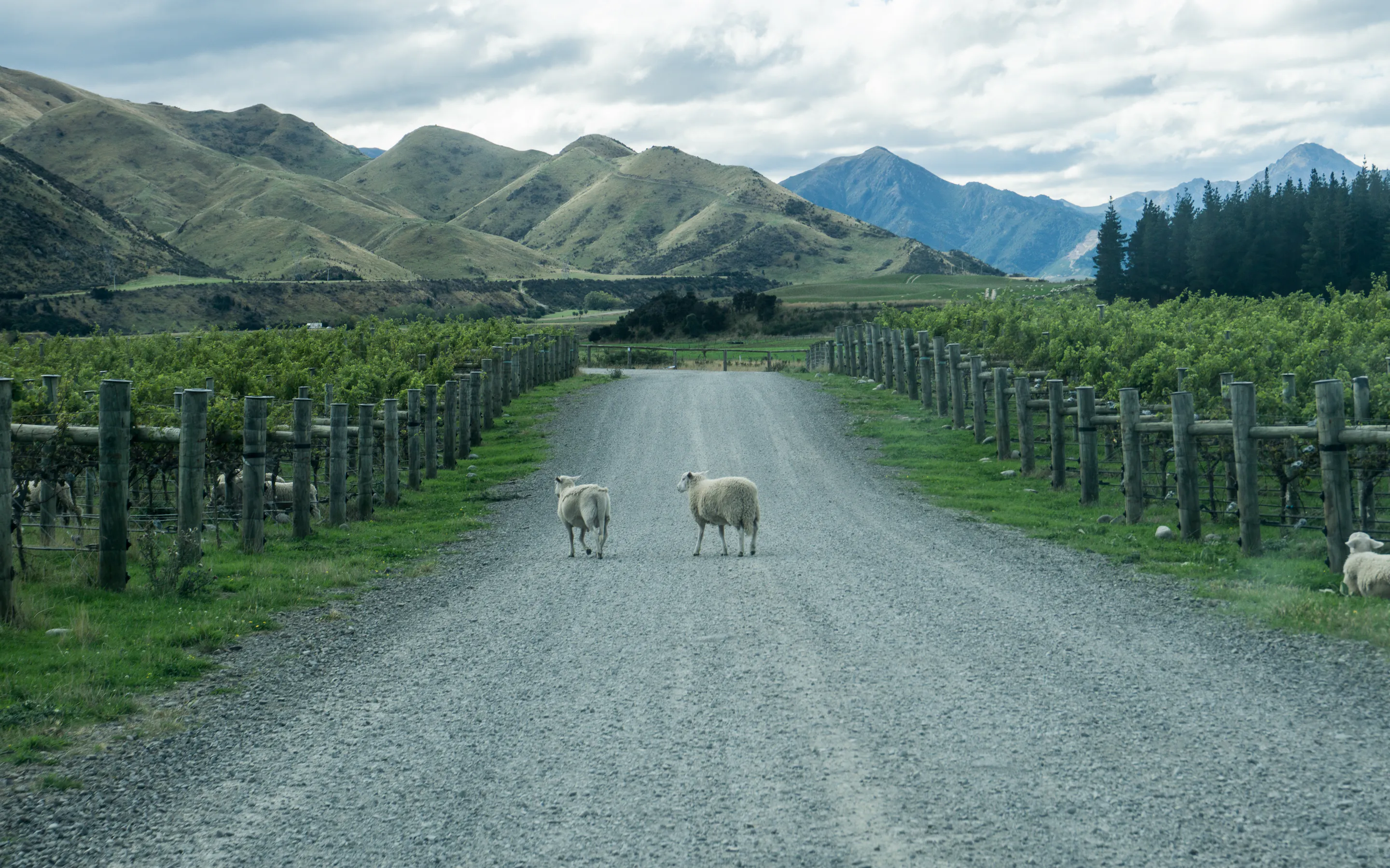 A gravel road flanked by vine rows stretches toward misty hills under low cloud in Marlborough.