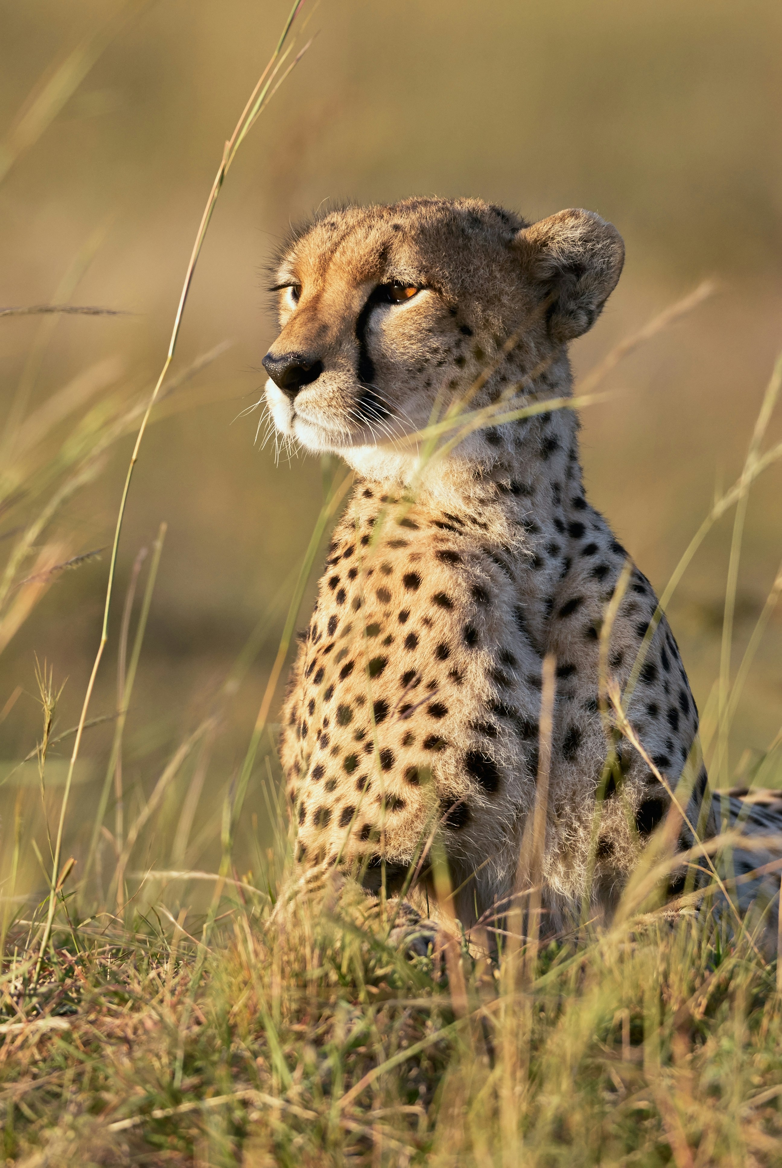 A cheetah sits alert in tall golden grass, its spotted coat clearly visible in warm sunlight.