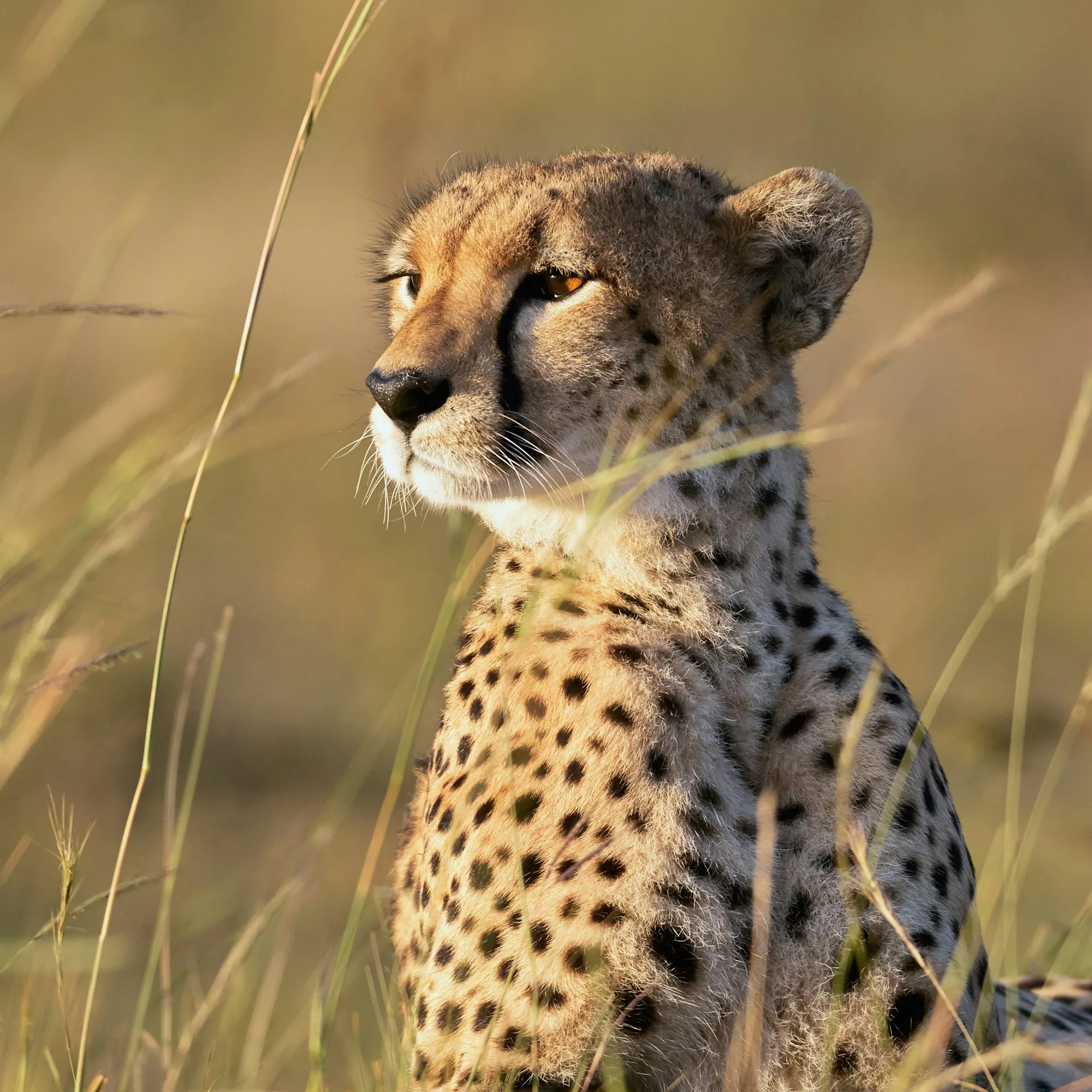 A cheetah sits alert in tall golden grass, its spotted coat clearly visible in warm sunlight.
